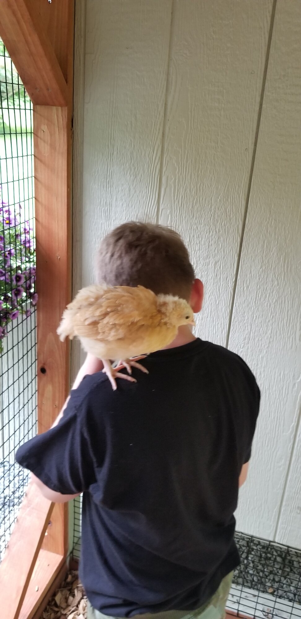Rosie & AMP 2