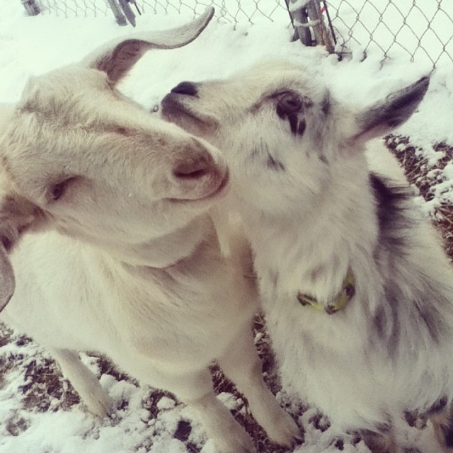 Rosie and Chester