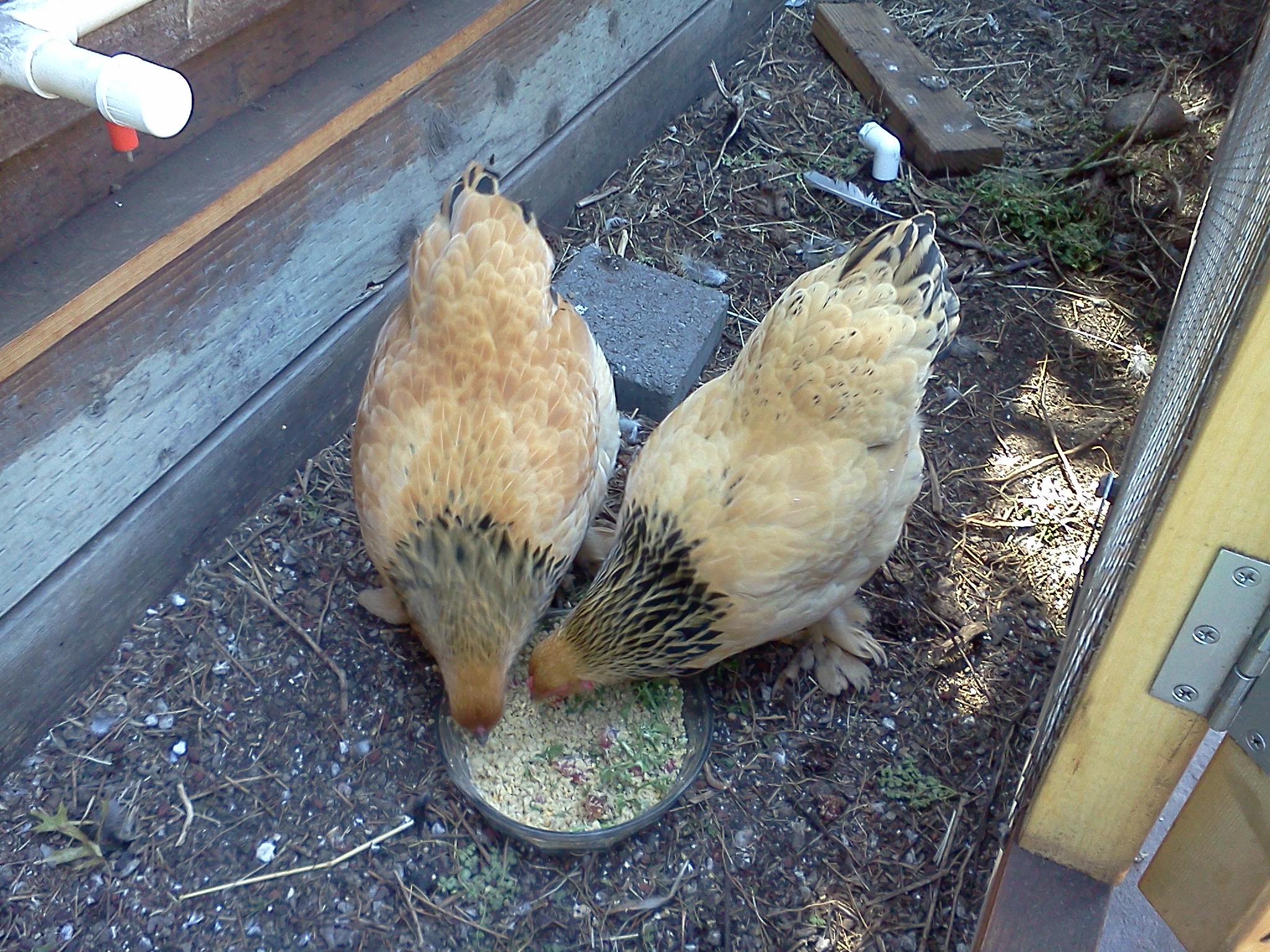 Rosie and Elanor.  Almost 19 weeks.  Buff Brahma Bantams.