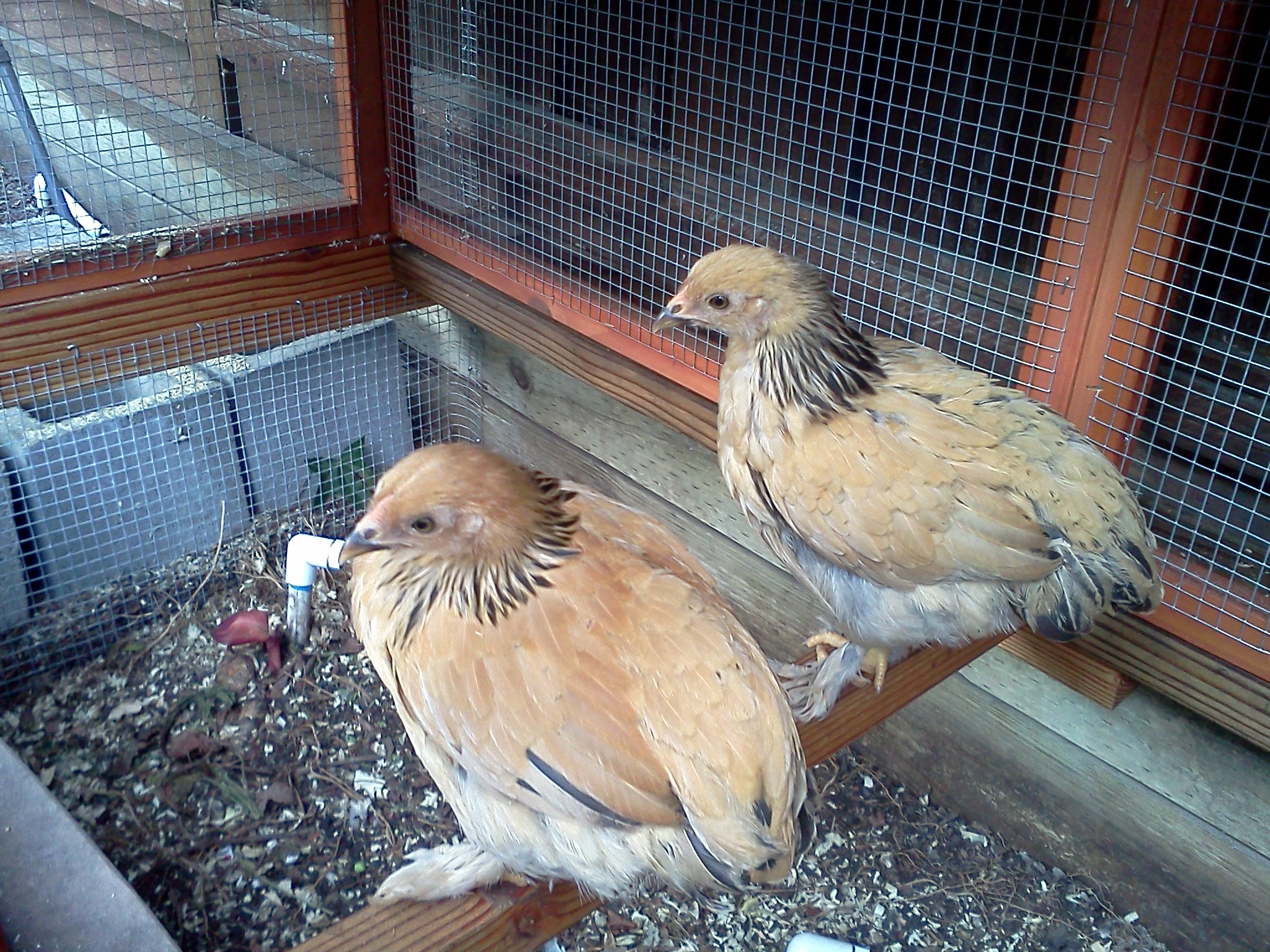 Rosie and Ellie, Buff Brahma Bantams.  Almost 8 weeks old.