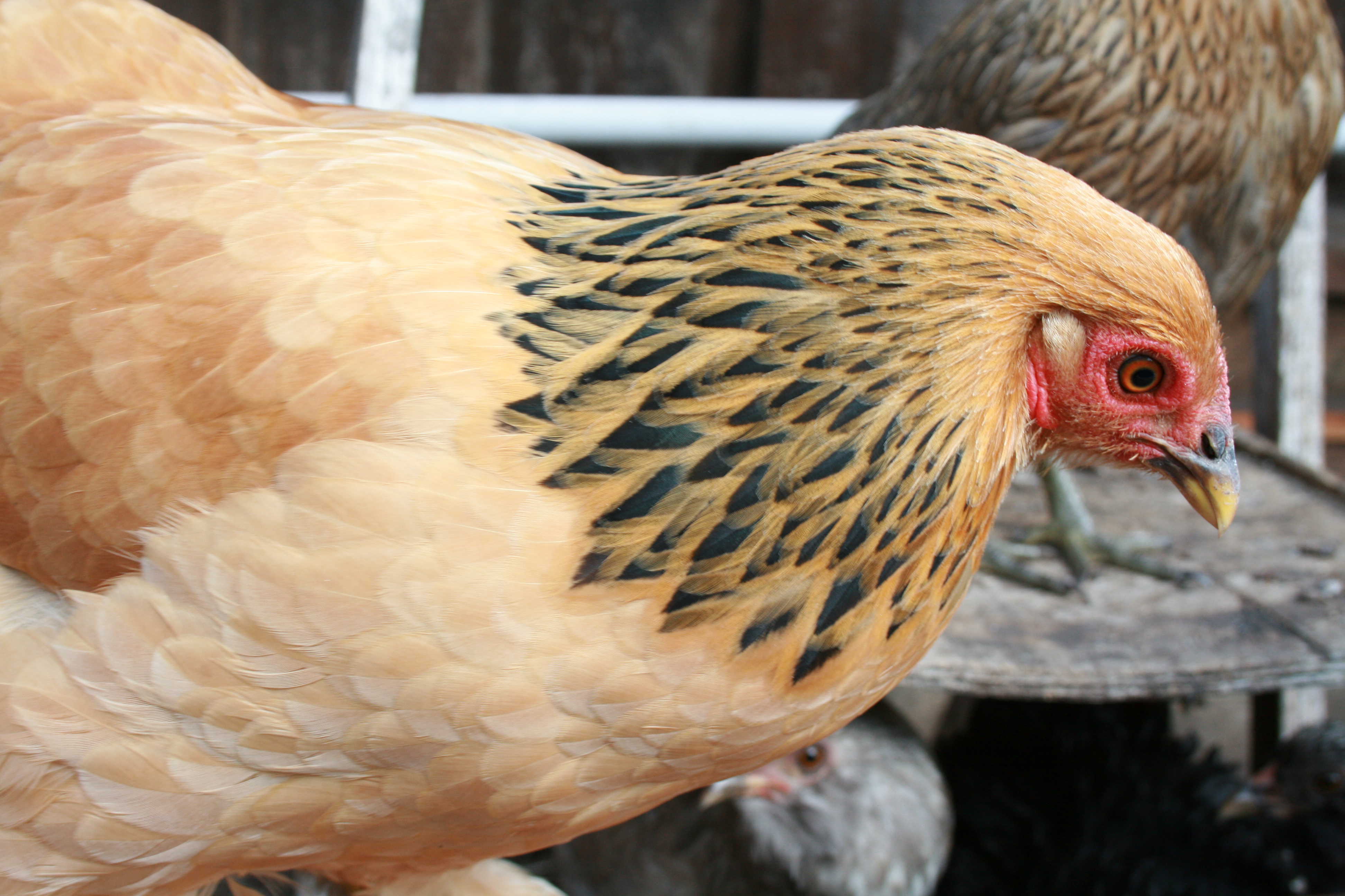 Rosie, buff brahma bantam.  Almost 21 weeks, 1134 grams.