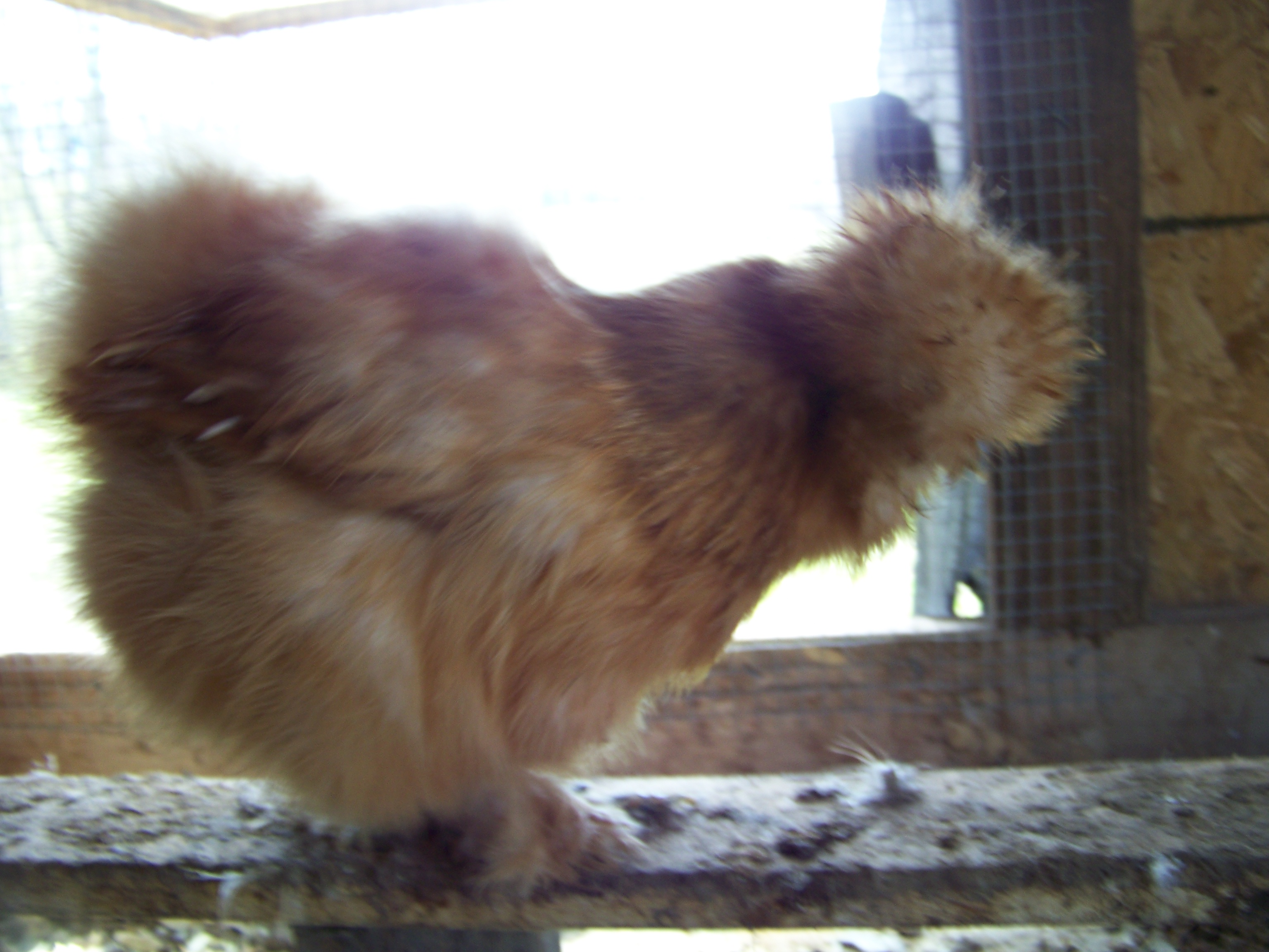 Rosie (buff Silkie hen) again. The poor thing is not photogenic at all. She's really beautiful in person. She was also a little dirty today.