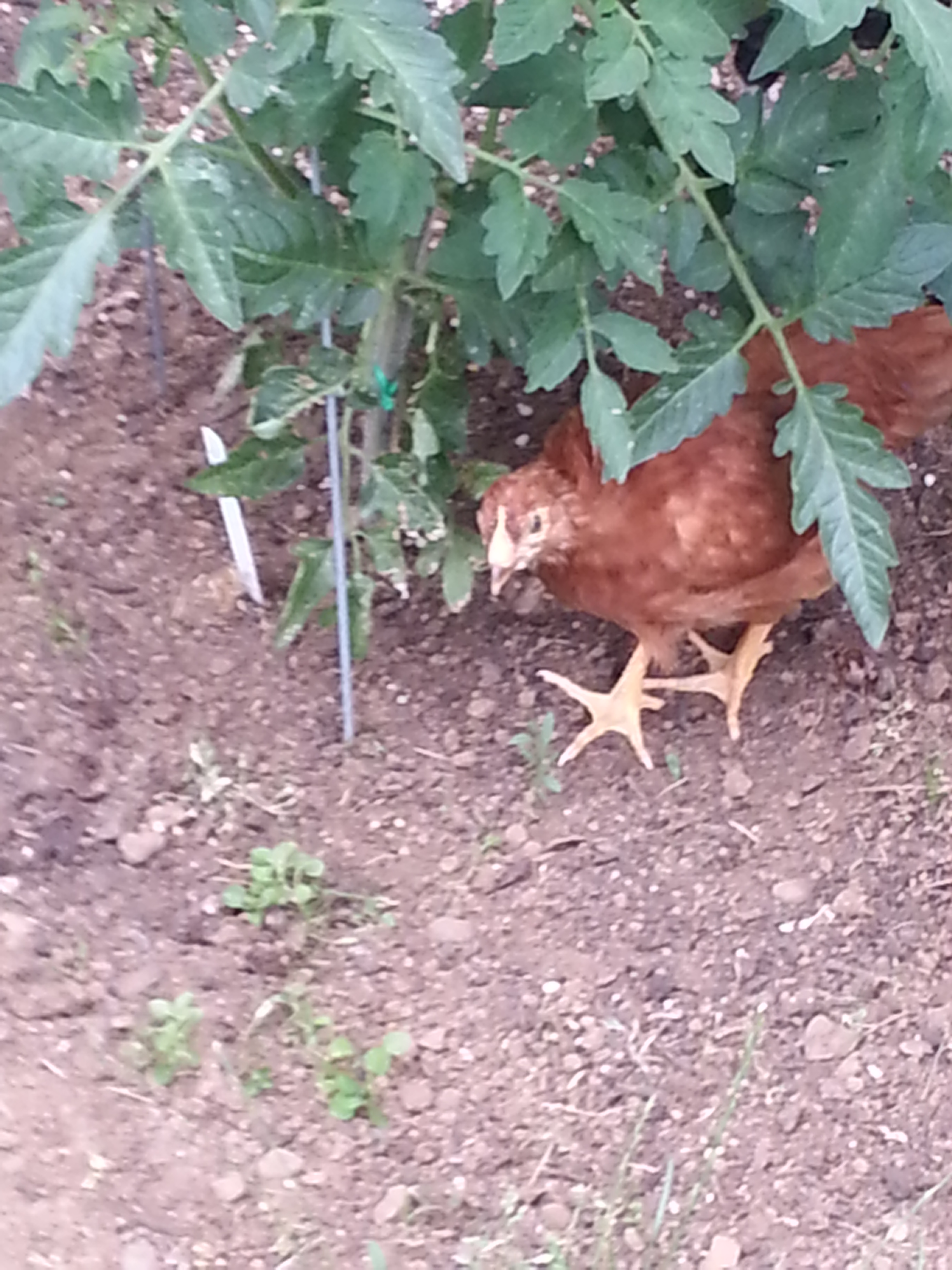 Rosie is a RIR, and very docile. She peeps pretty loud when her buddies get too far away.  She seeks security most often with Oreo.  Rosie is 6 to 7 weeks old as of 6/21/13.