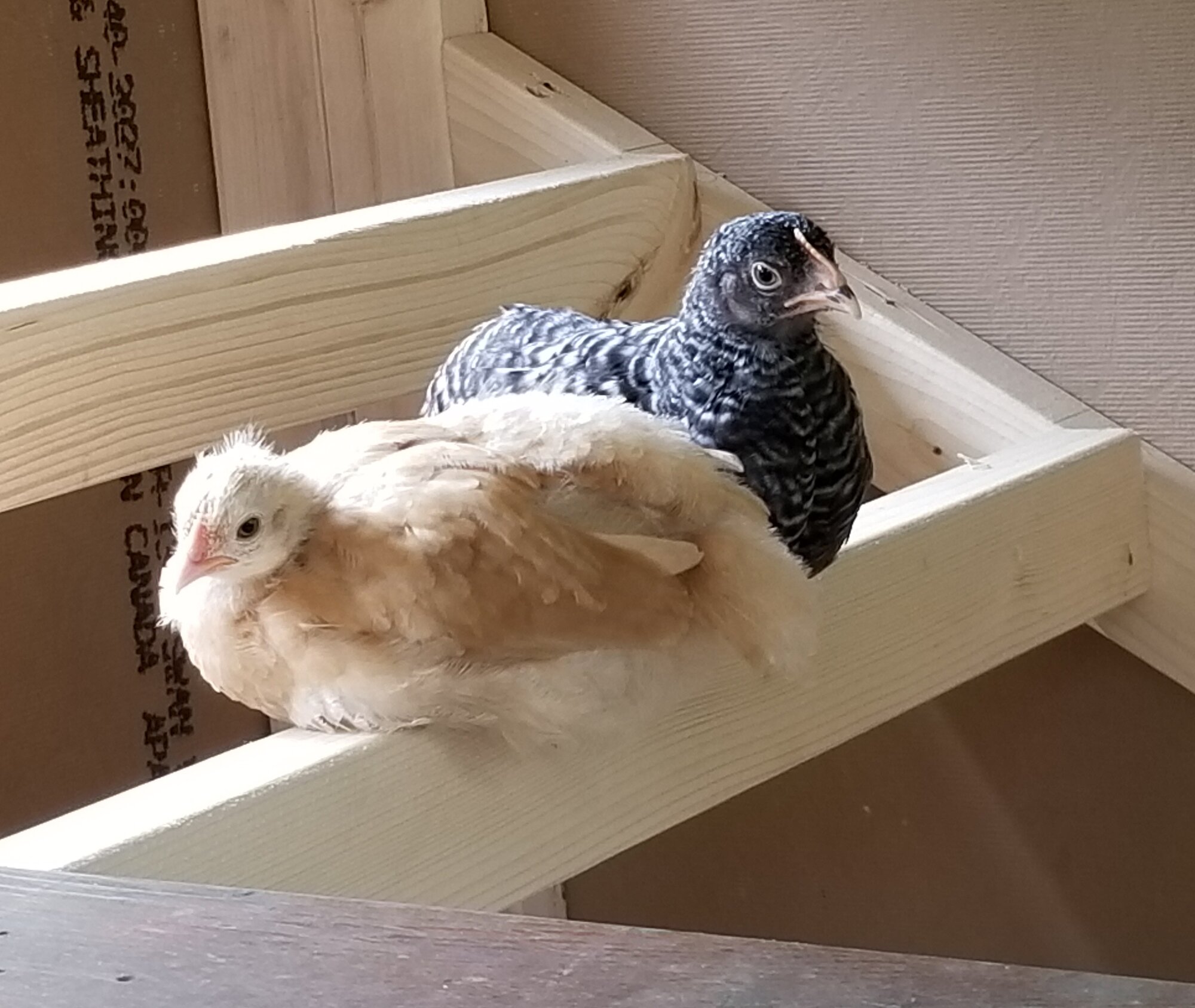 Rosie & Jacquellen practicing their roosting