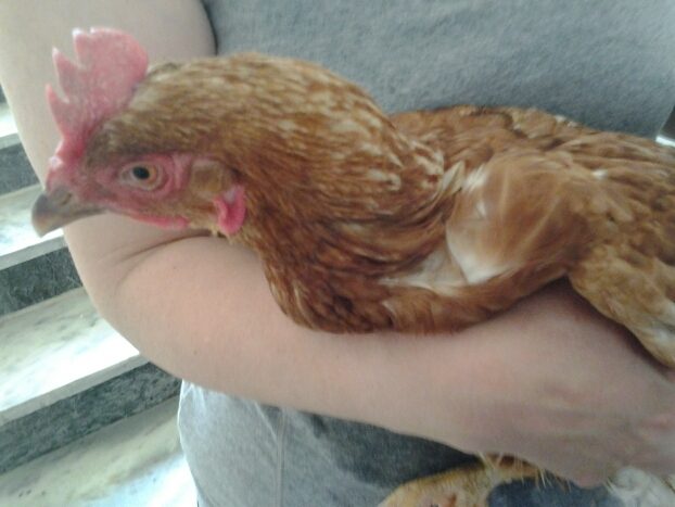 Rosie my trade for Amwan my roo. Hope to get eggs soon as she settles in.