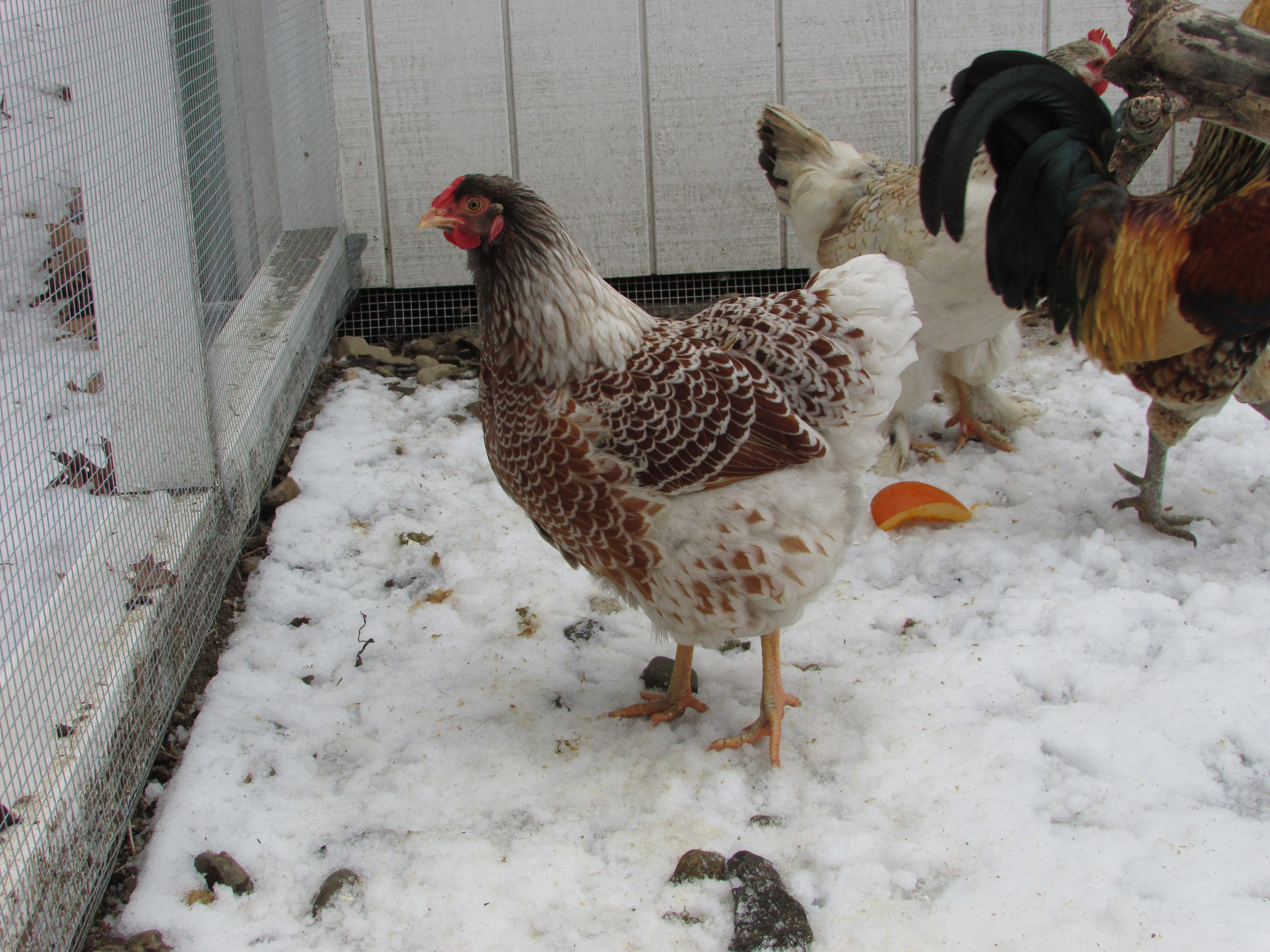 Rosie (Splash Laced Red Wyndotte hen)