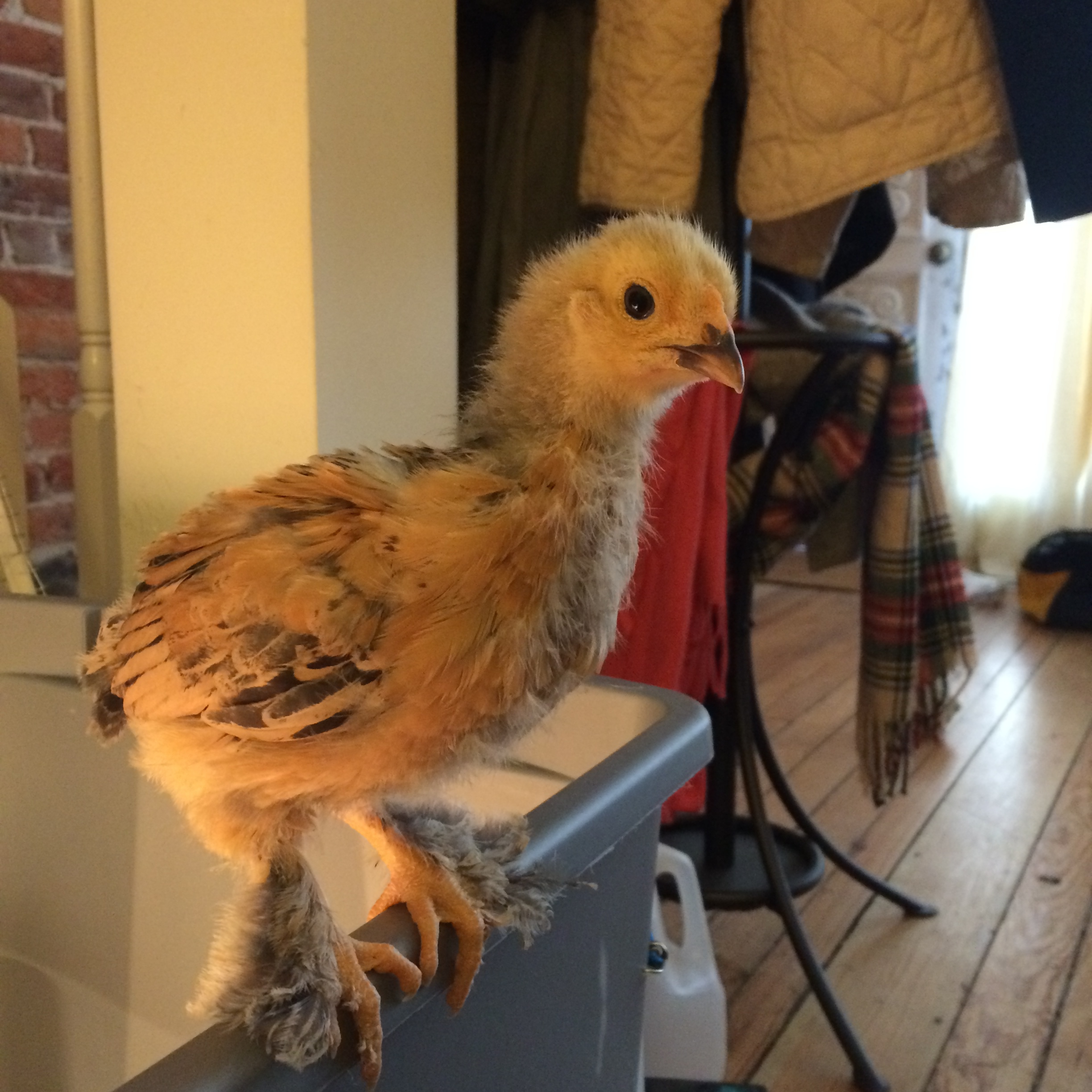 Rosie, working those feather feet.