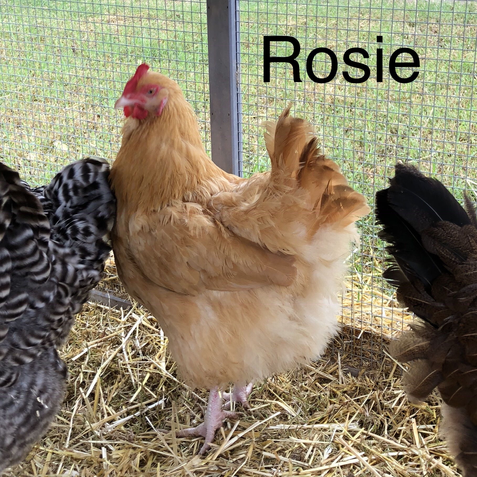 Rosie