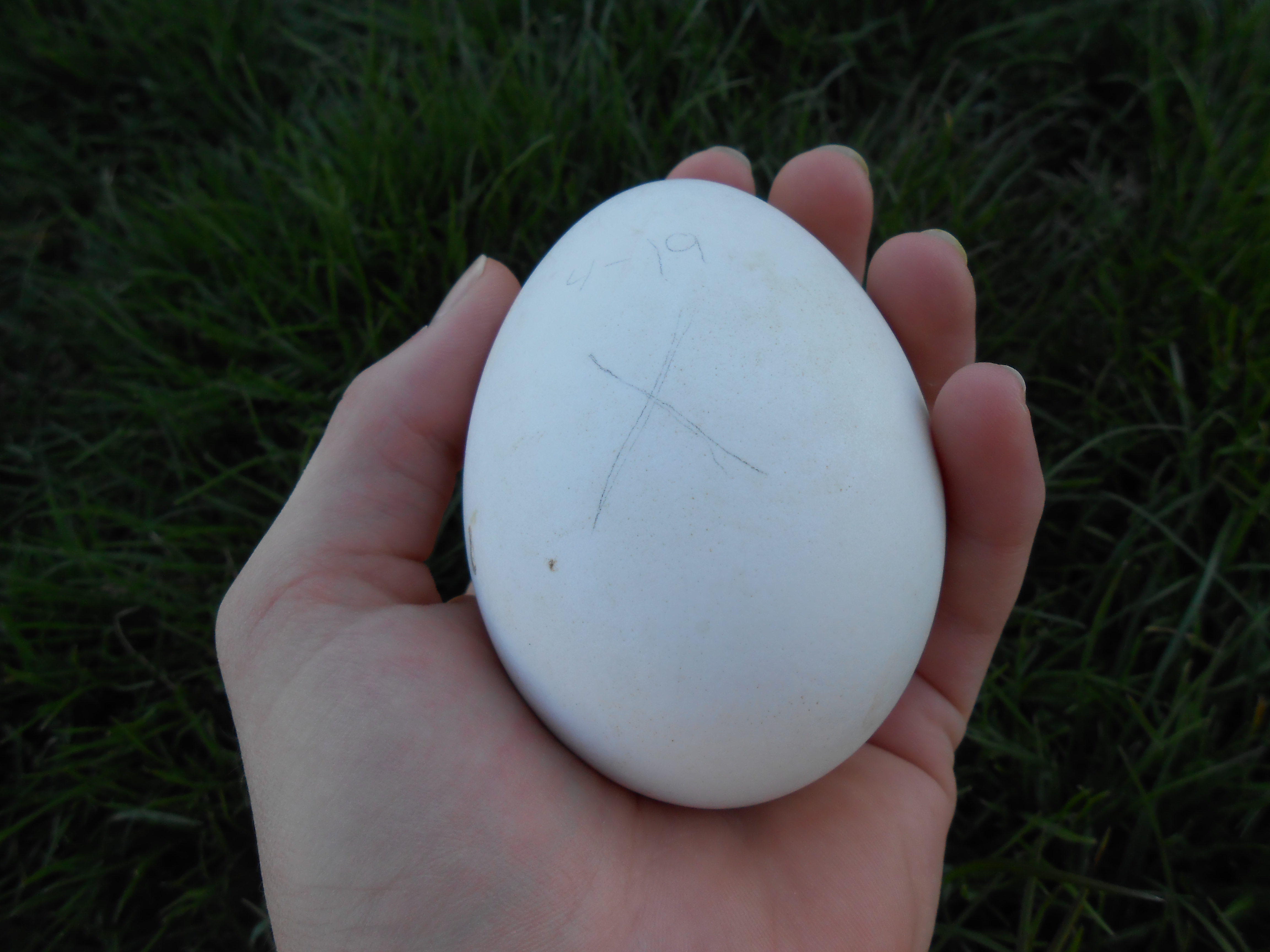 rotten  goose egg discovered by creek