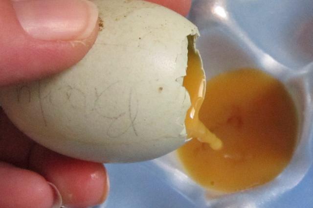 Rotten stinkiy egg on arrival out of shipped egg from cc.