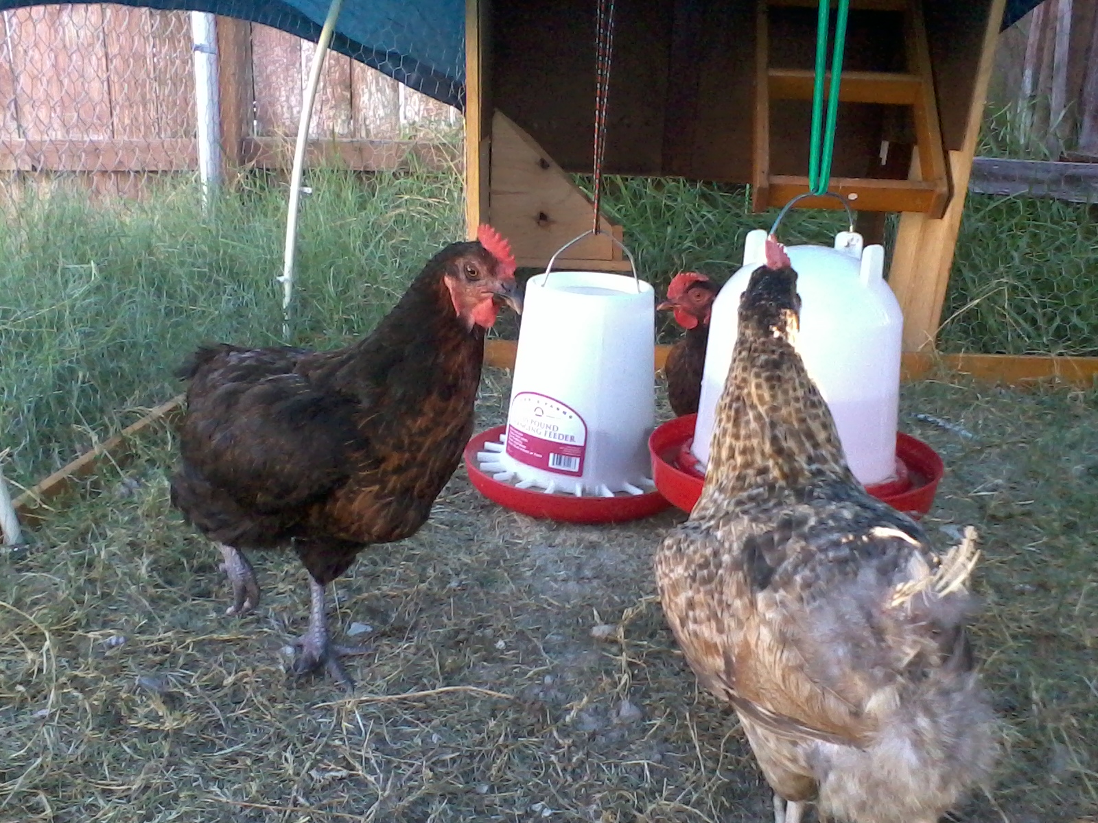 Rotunda and the back of Tender