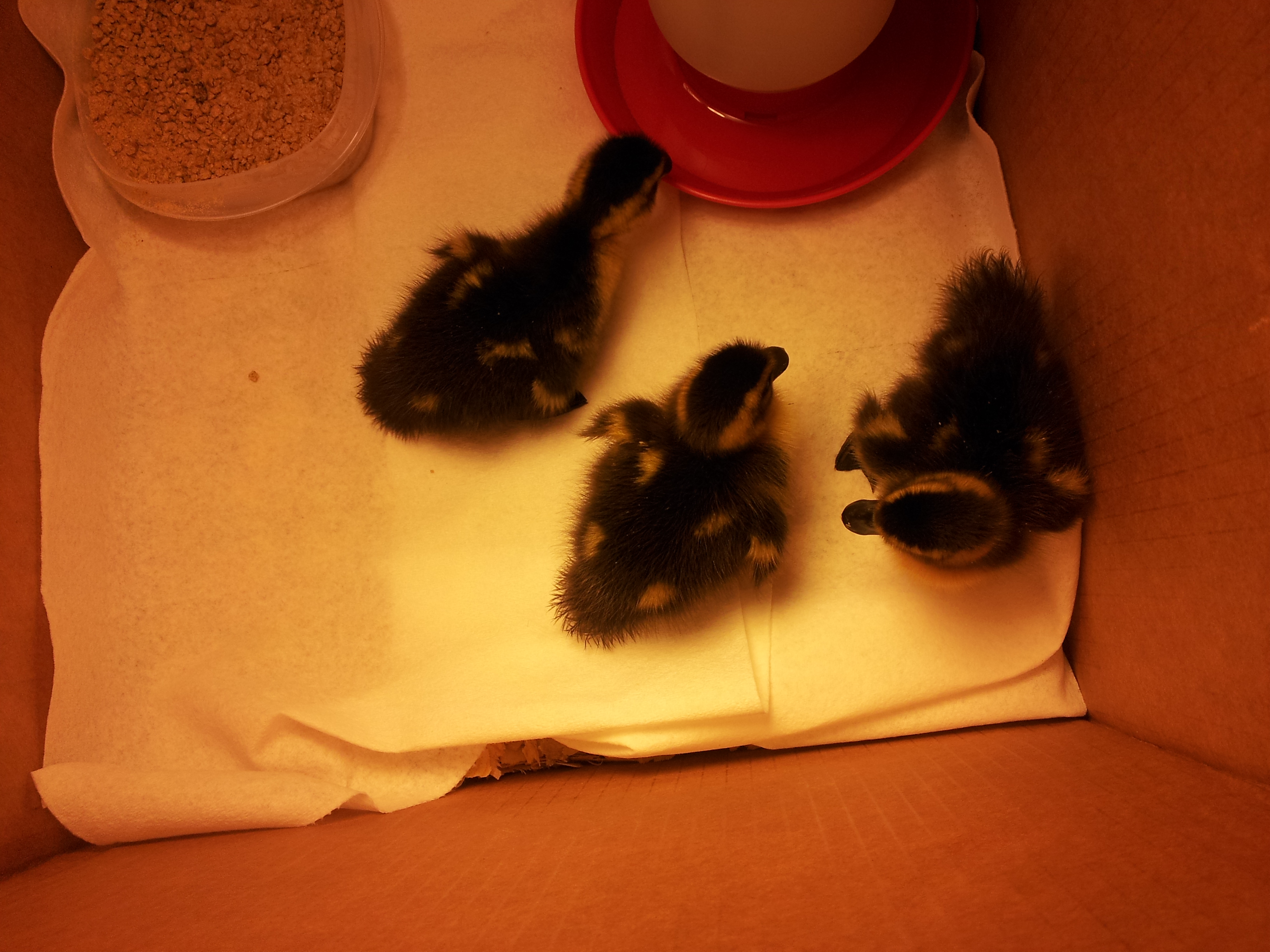 Rouen ducklings