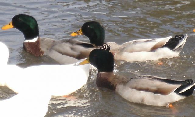 Rouens & Pekins.