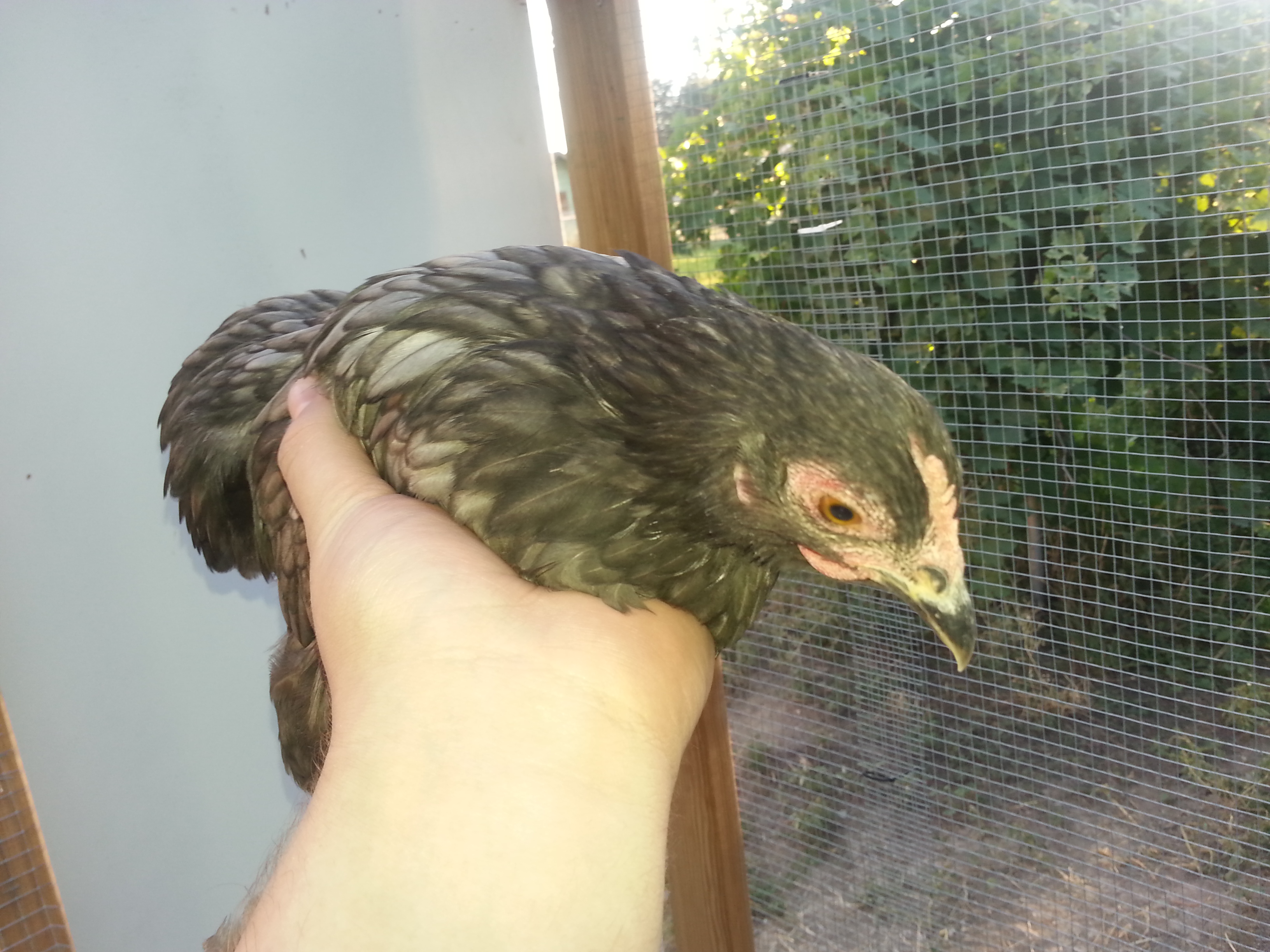 rouge a cochin that is blue laced almost.