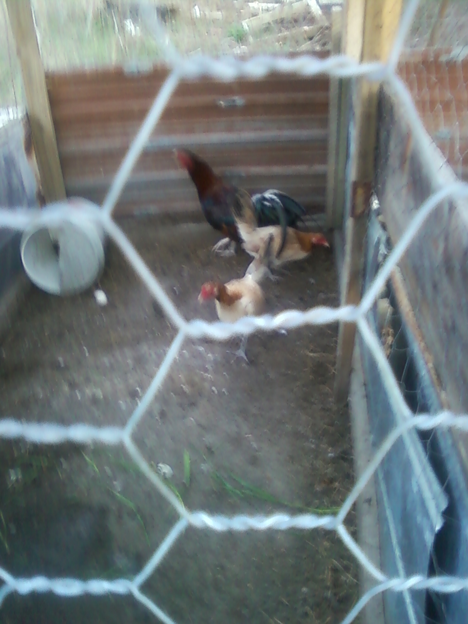 roundhead rooster, hens are half hatch and roundhead