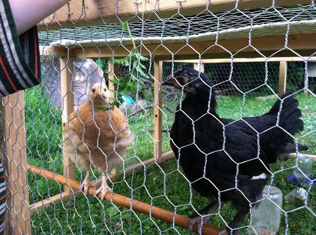Rowan dangling some wild carrot