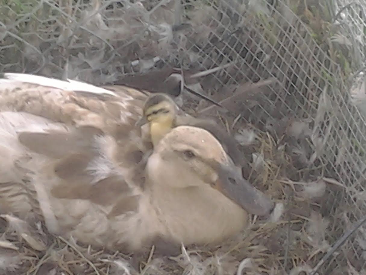 ROWEENA AND BABY CROWLEY