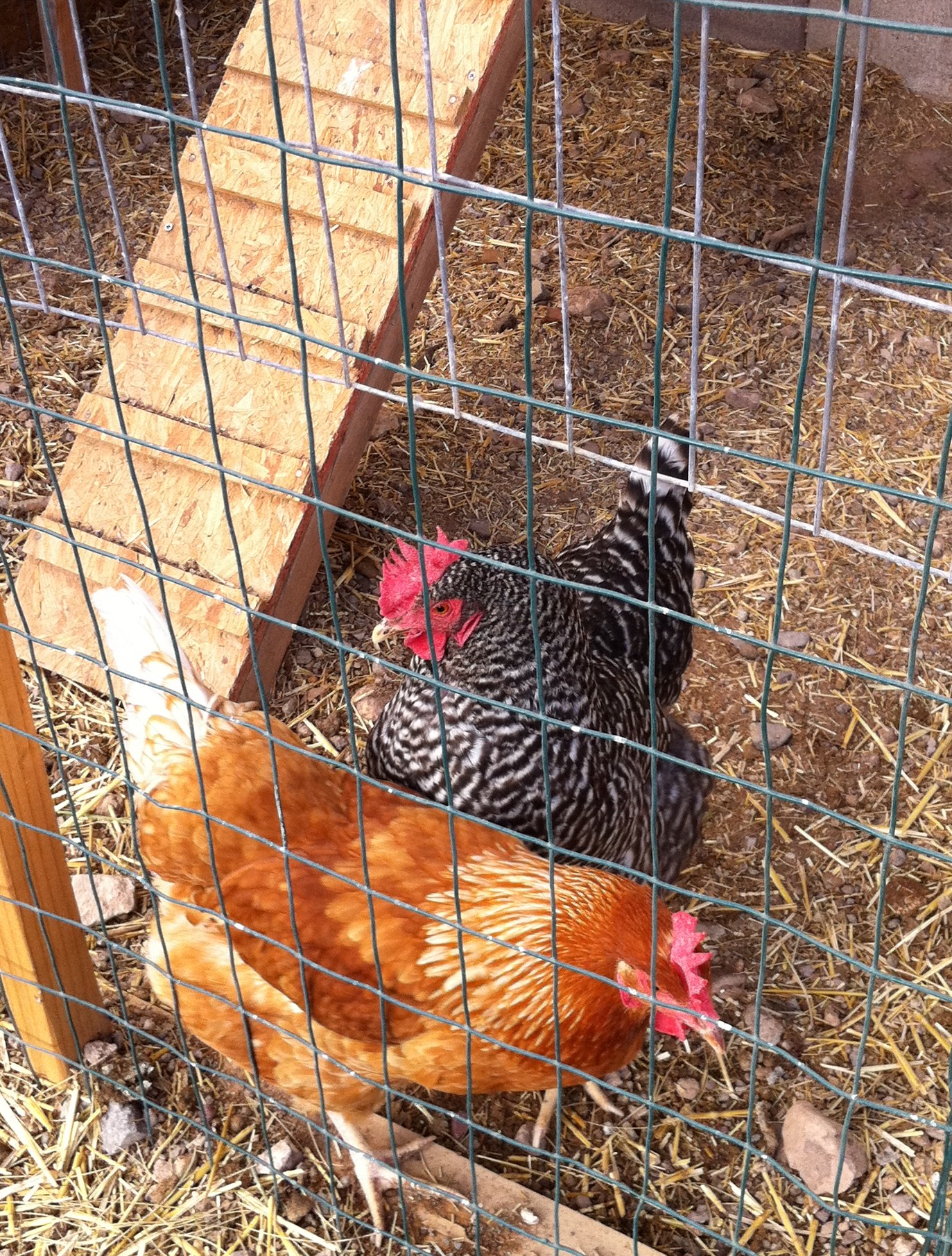 Roxanne and Fortuna...buddies since they were chicks...They definitely do not like Dottie!