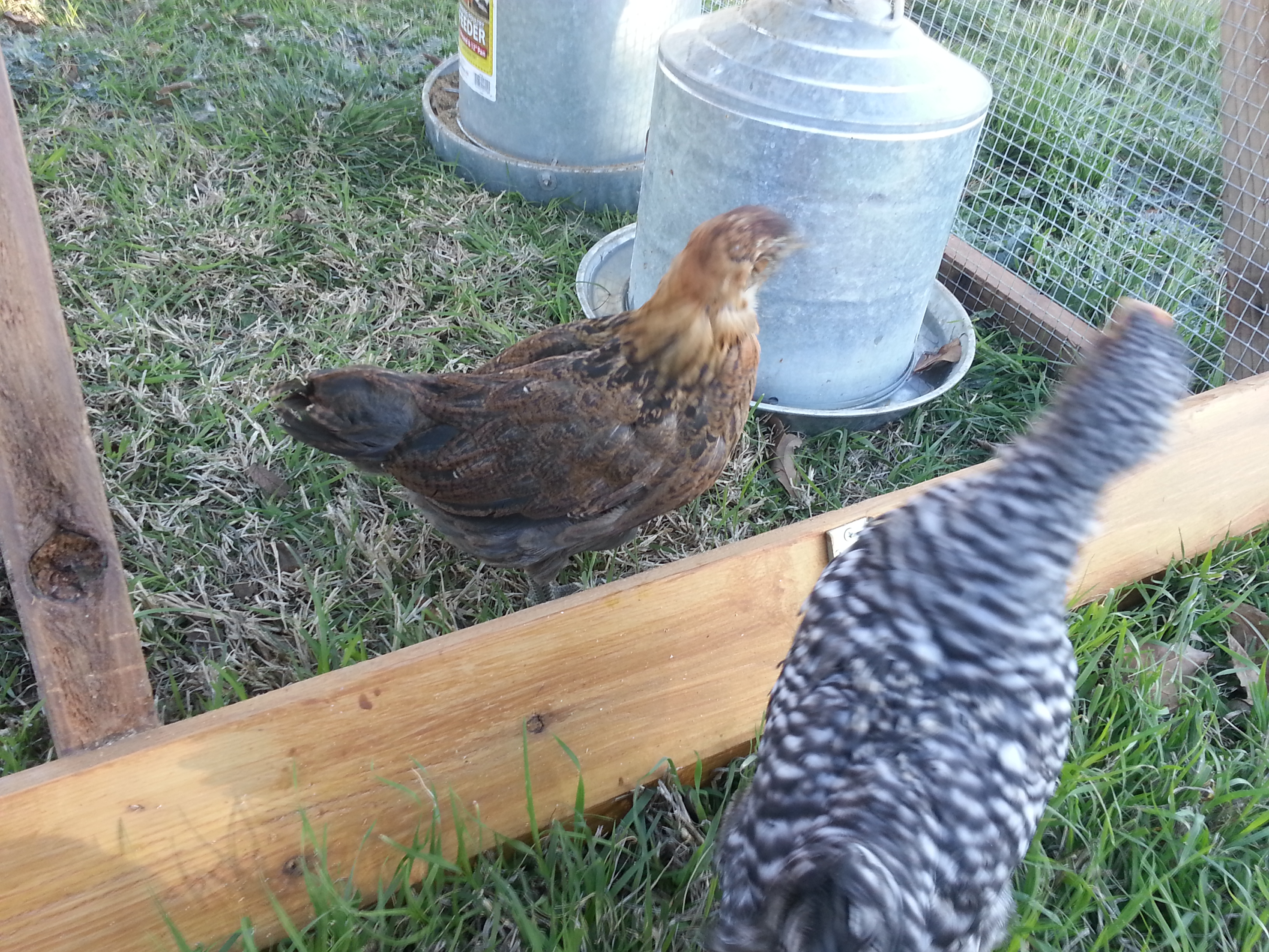 Roxanne and Mo - these are my two most inquisitive birds and the two most likely to hare off into trouble at a moment's notice.  They're also my two favourites.  **laughs**