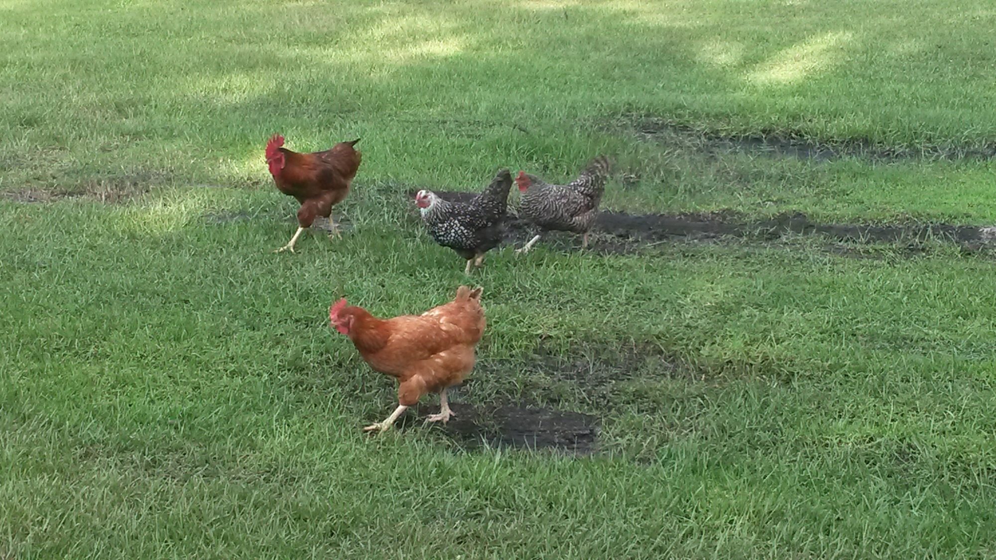 Roxanne - In the foreground, w/Sadie, Piper, and Chuck