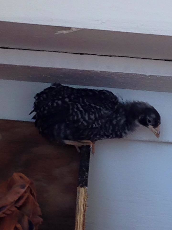 Roxi, I think she is a Plymouth Rock