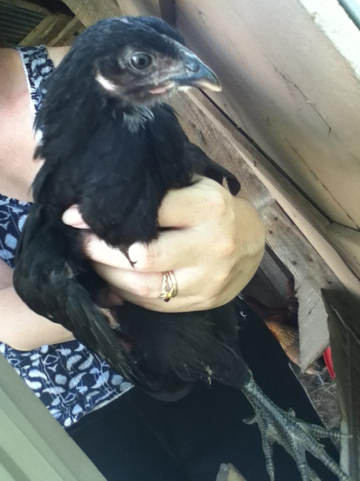 Roxie, one of my new girls
