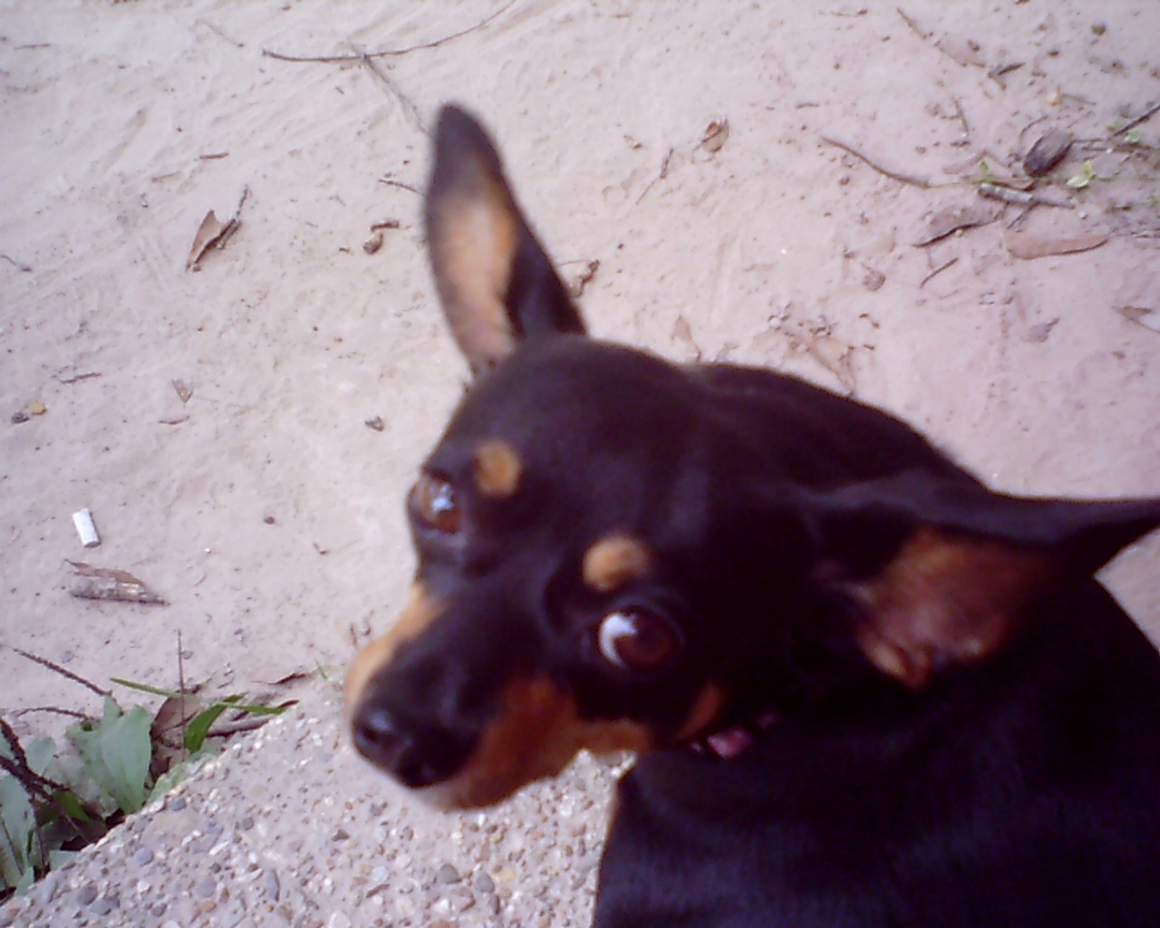 Roxie our chawinnie. She is a rescue as well she was found as a few weeks old and was sooo small she fit in your hand. With the longest ears yea ever did see. She almost died from being too full of worms. But now she's a spoiled diva and thinks she runs the house.