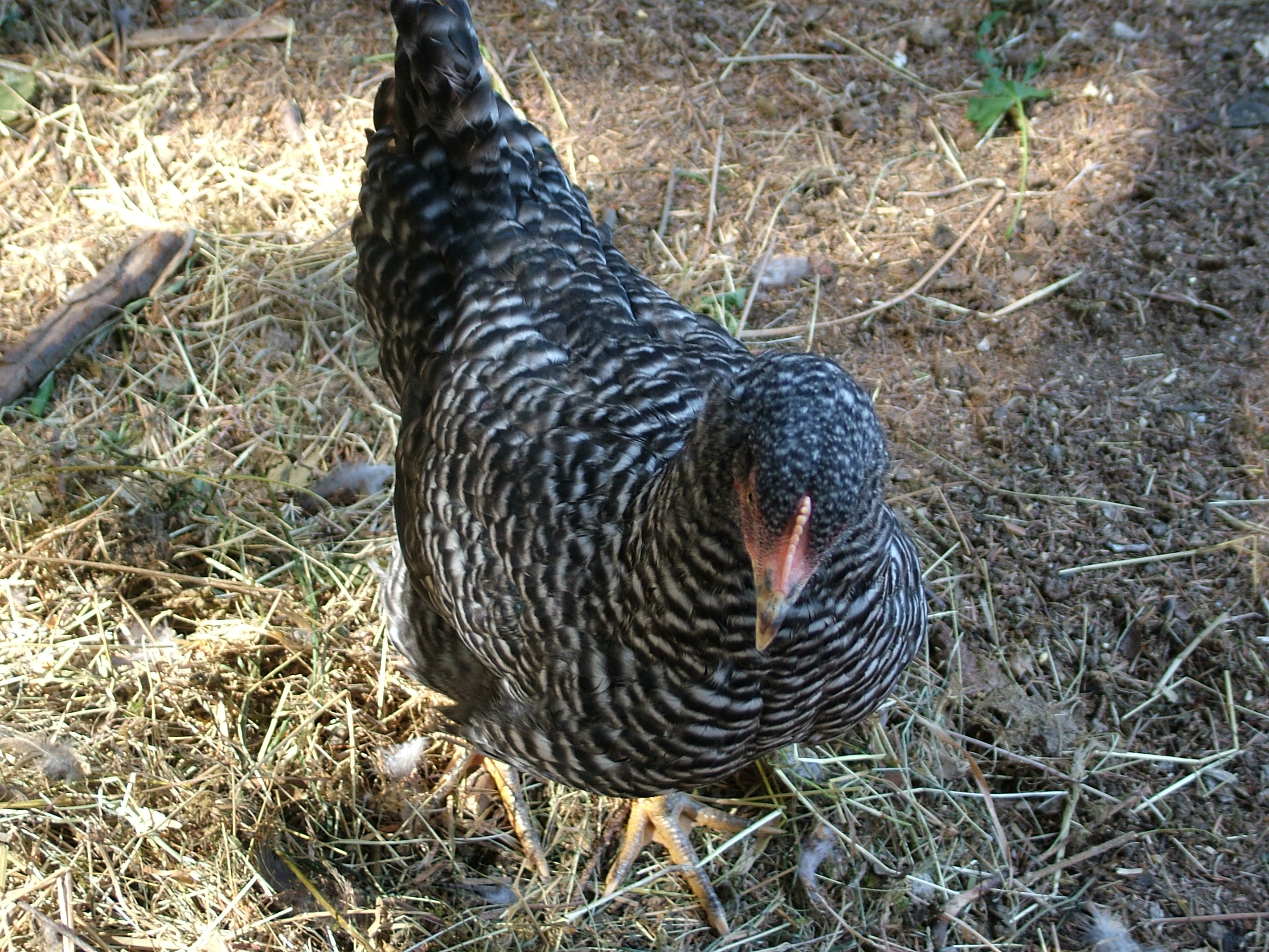Roxie our Plymouth Barred Rock is a bit on the aggressive side when it comes to eating from my hand and I have to watch out for my fingers.