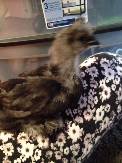 Roxie, who looks more like a crow or penguin than a sizzle.