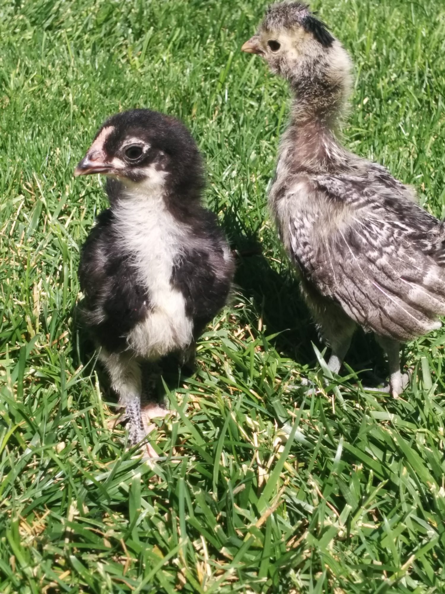 Roxy and Money Penney, 3 weeks. No waddles but Penney is getting a little comb.