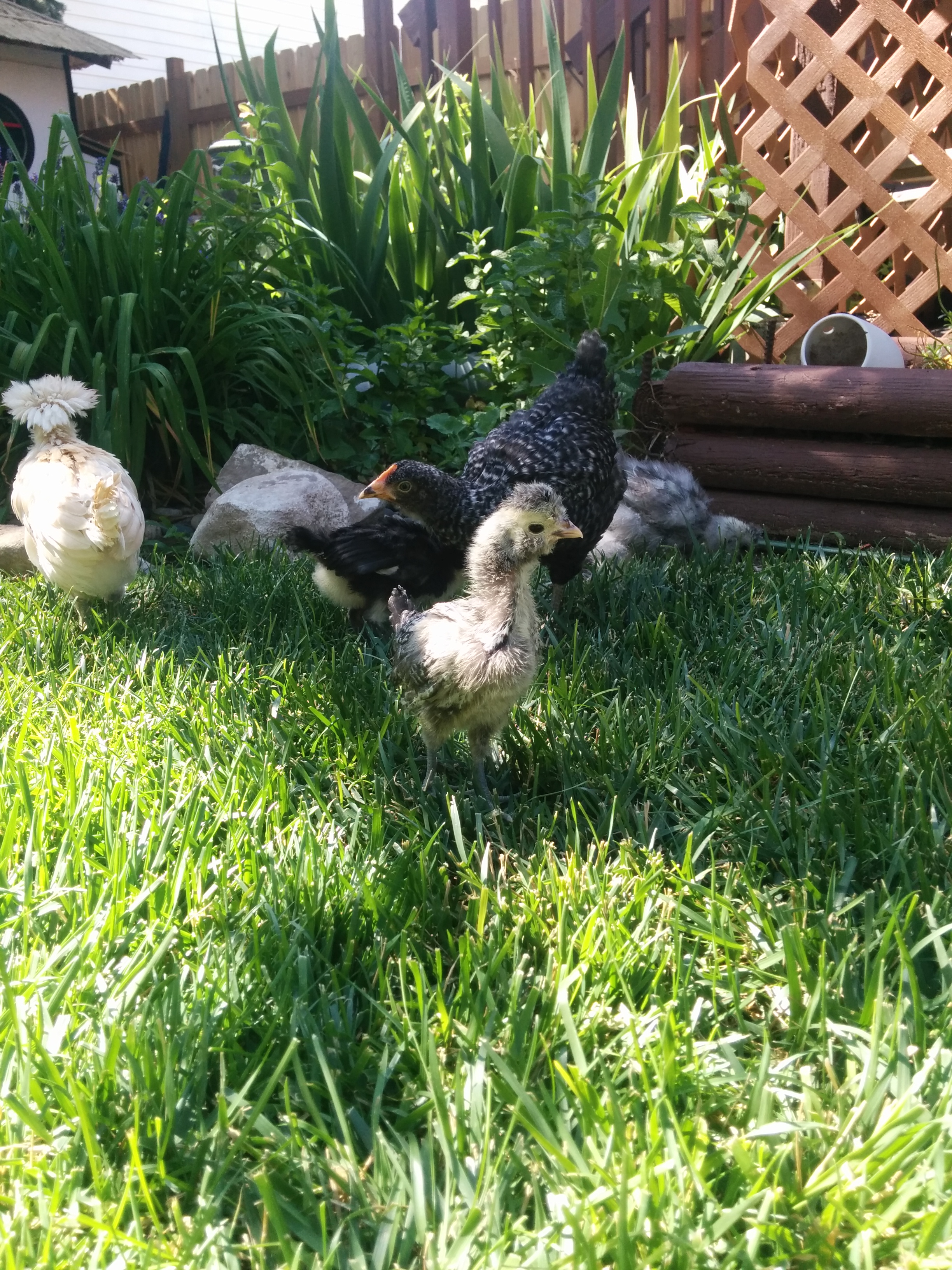 Roxy at 3 weeks. She stand so tall! She has feathers like mad and a very small comb. She has come to love me and I don't see myself being able to part with this one.