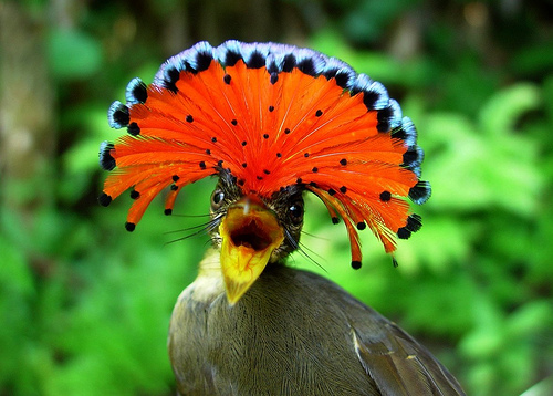 royal flycatcher