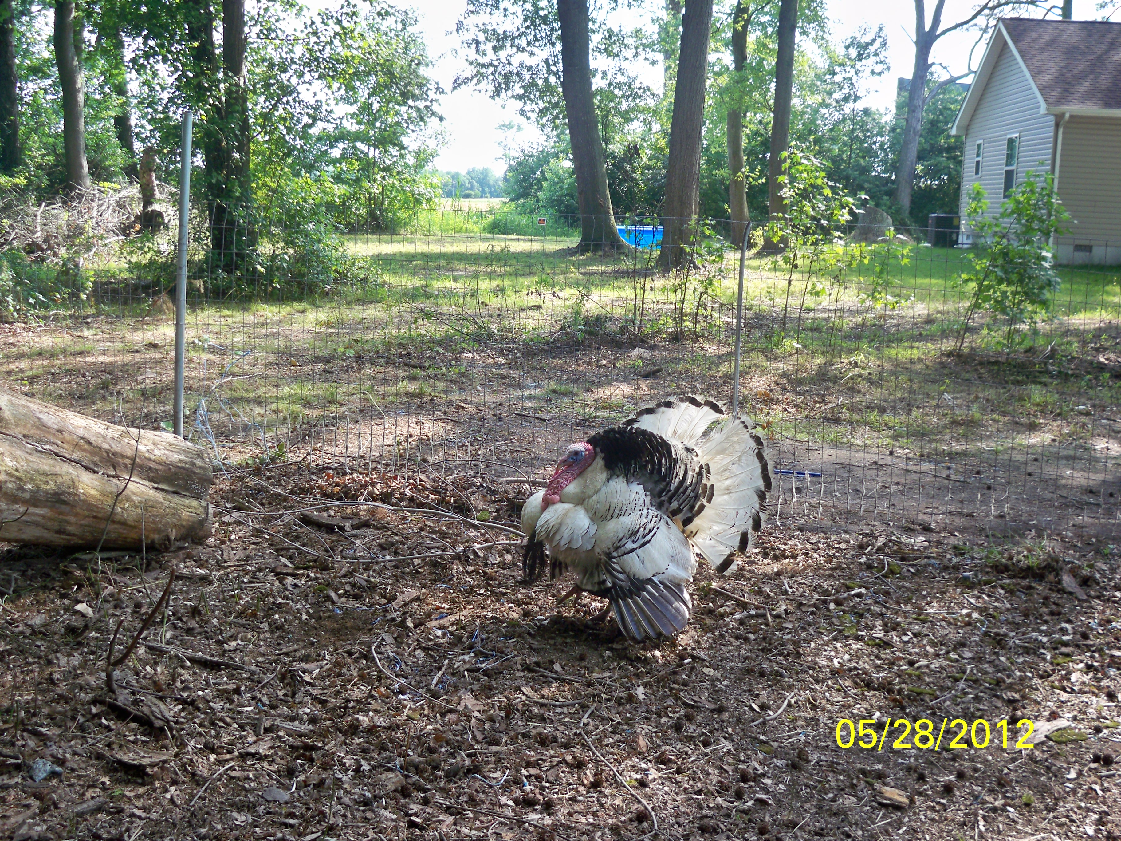 royal palm turkey