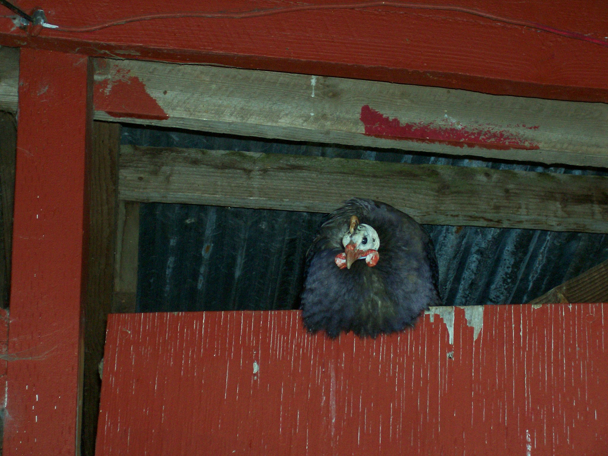 Royal purple guinea cock