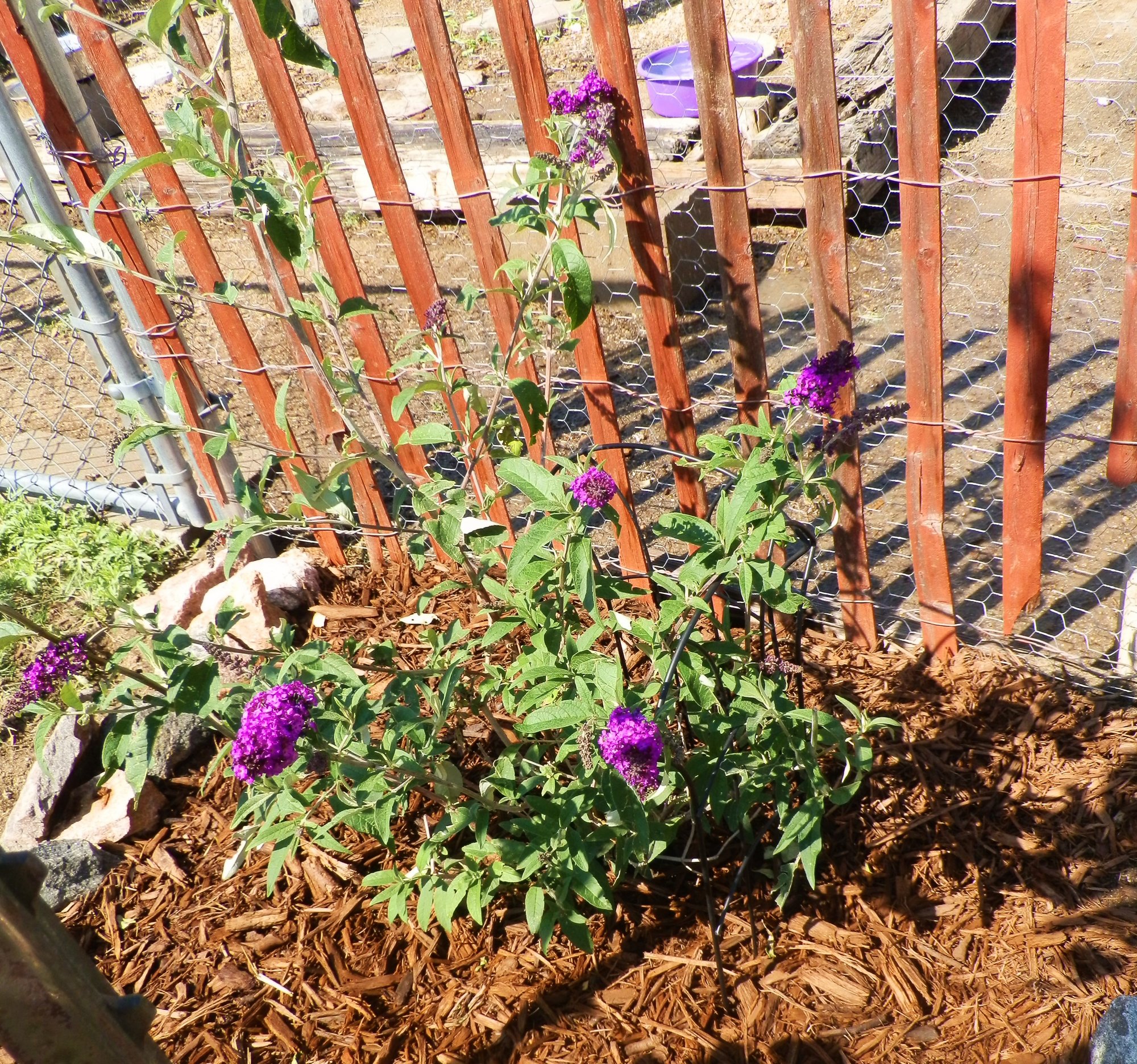 Royal Red Butterfly Bush 1