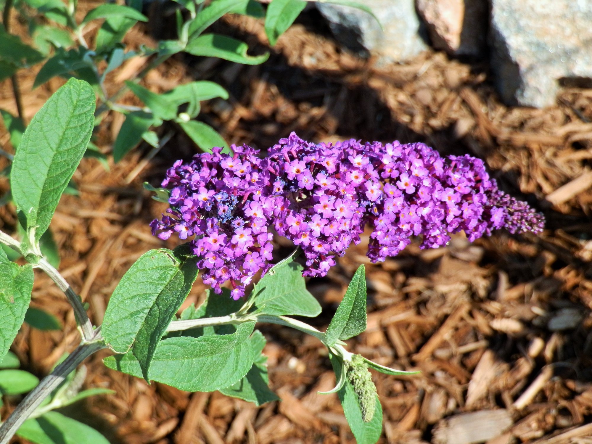 Royal Red Butterfly Bush 2