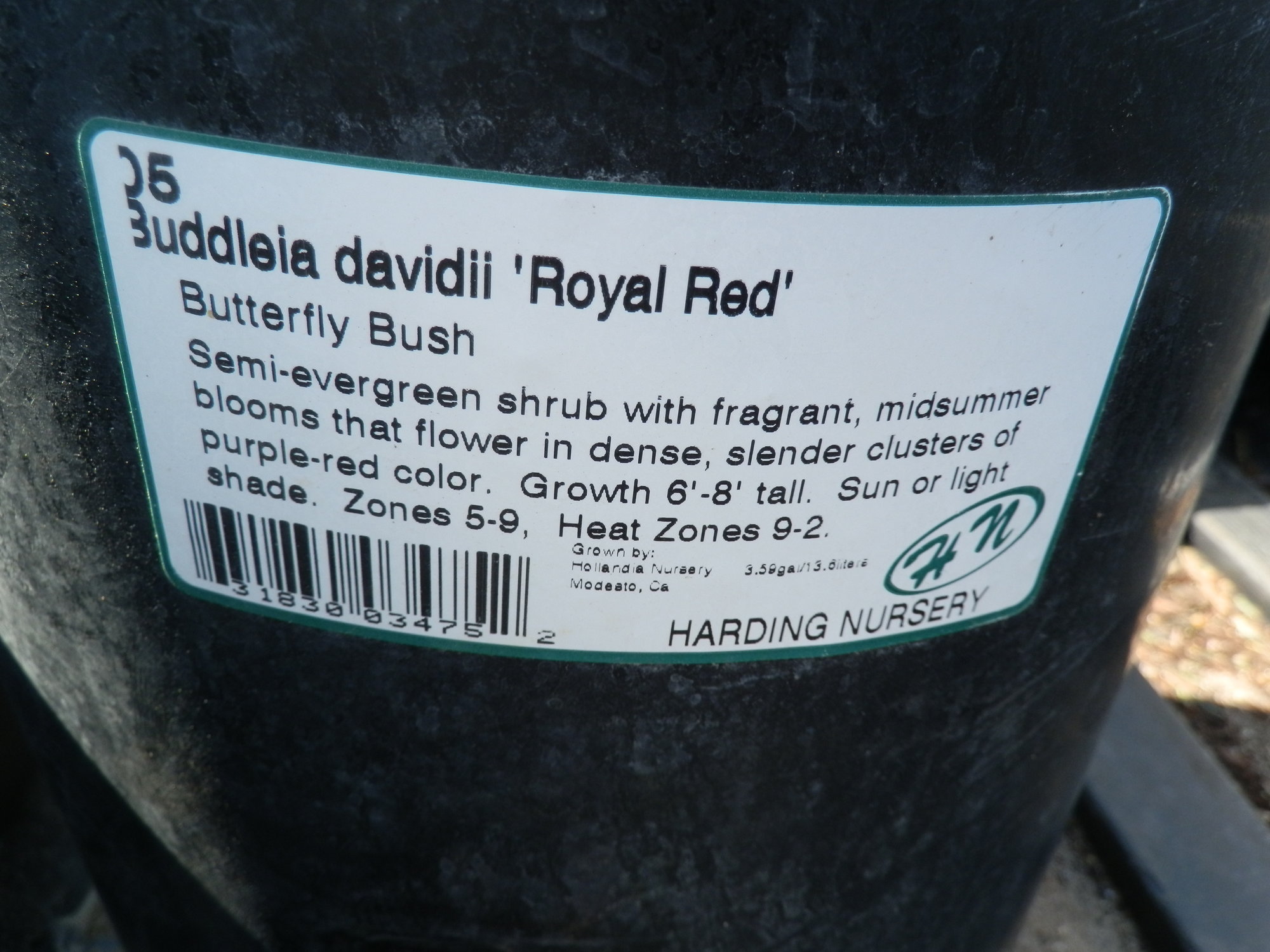 Royal Red Butterfly Bush Tag