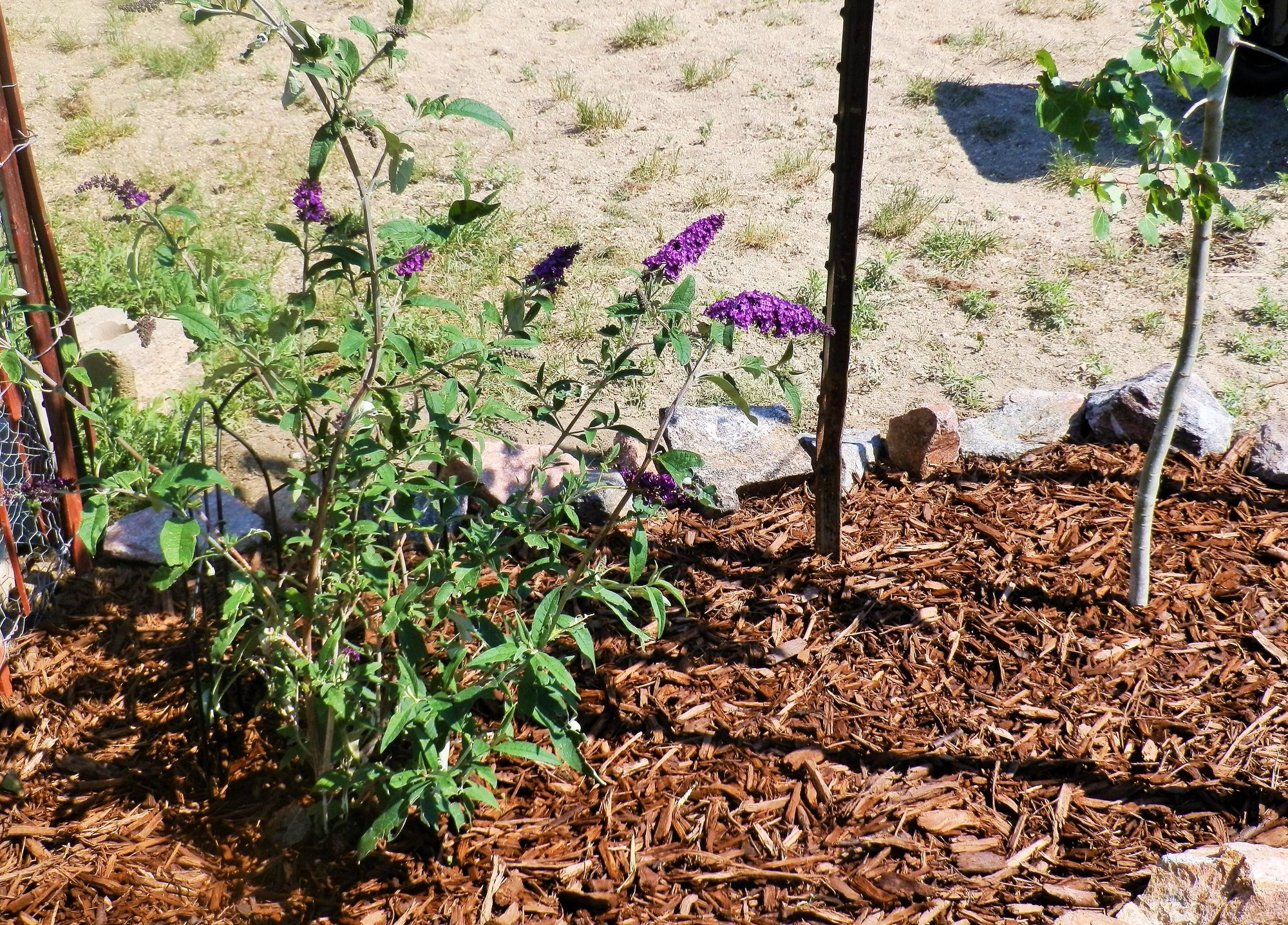 Royal Red ButterFly Bush With Quaking Aspen Tree