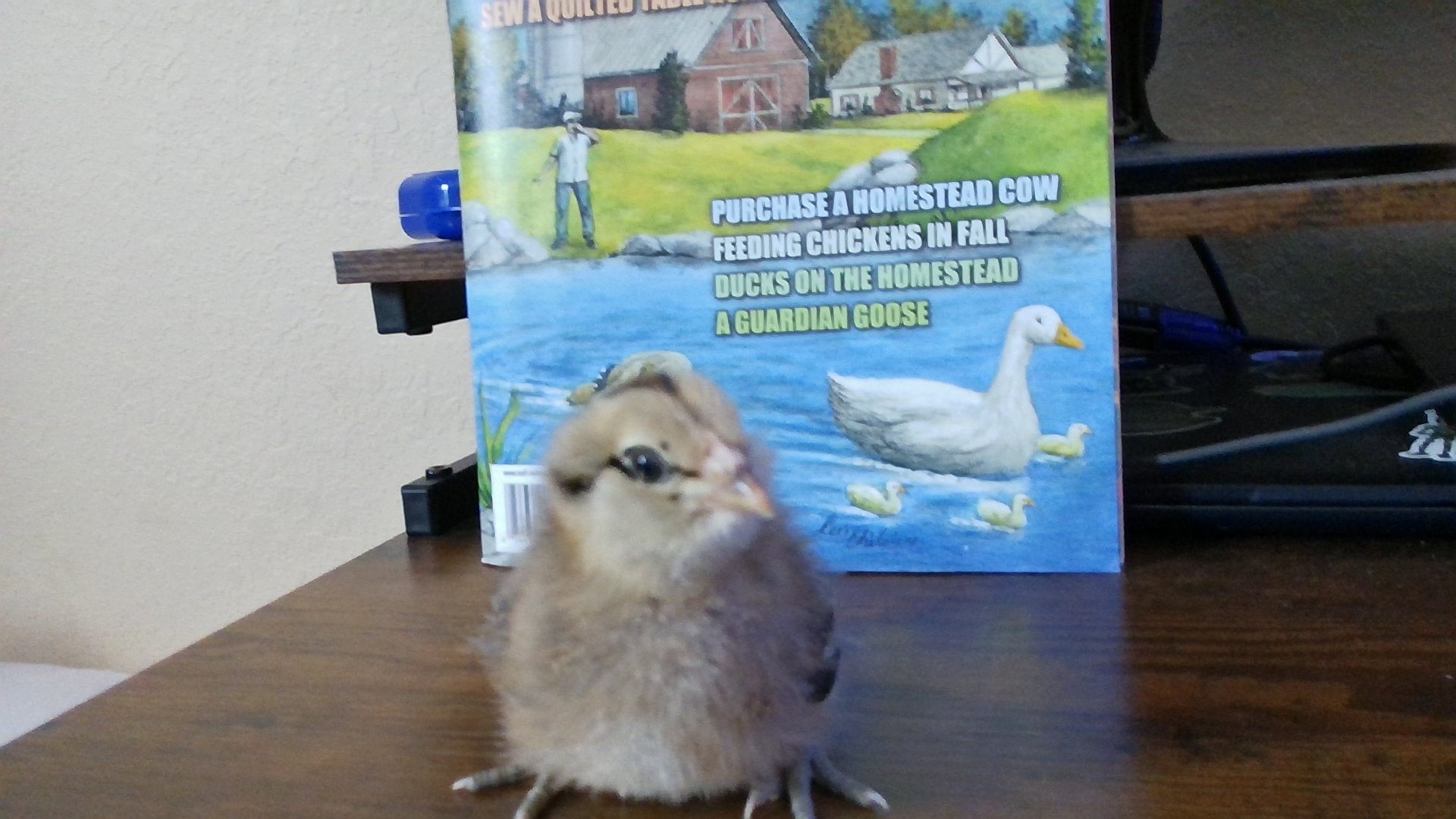 Royal the Easter Egger In front of Backwoods Home Self Reliance Magazine