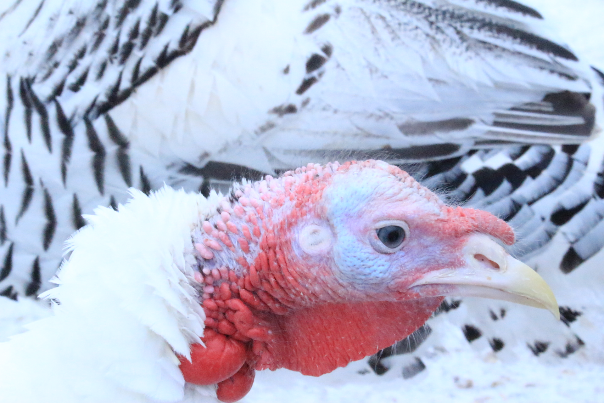 royal_palm_turkey_jake1.JPG