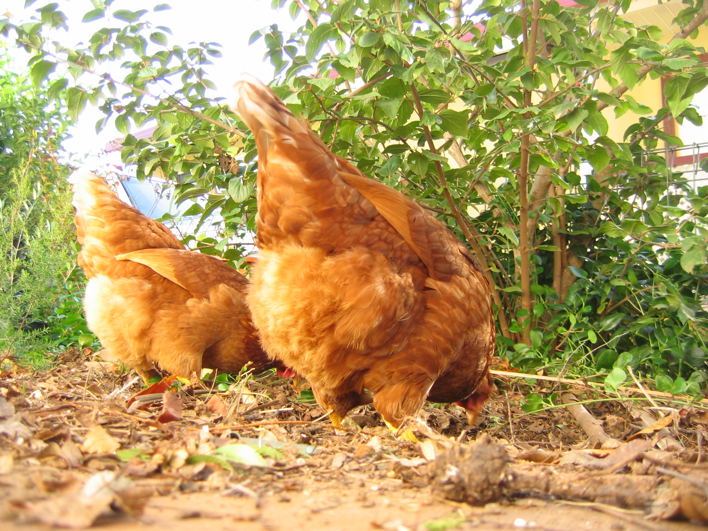 Ruby and Agnes before Agnes passed away.