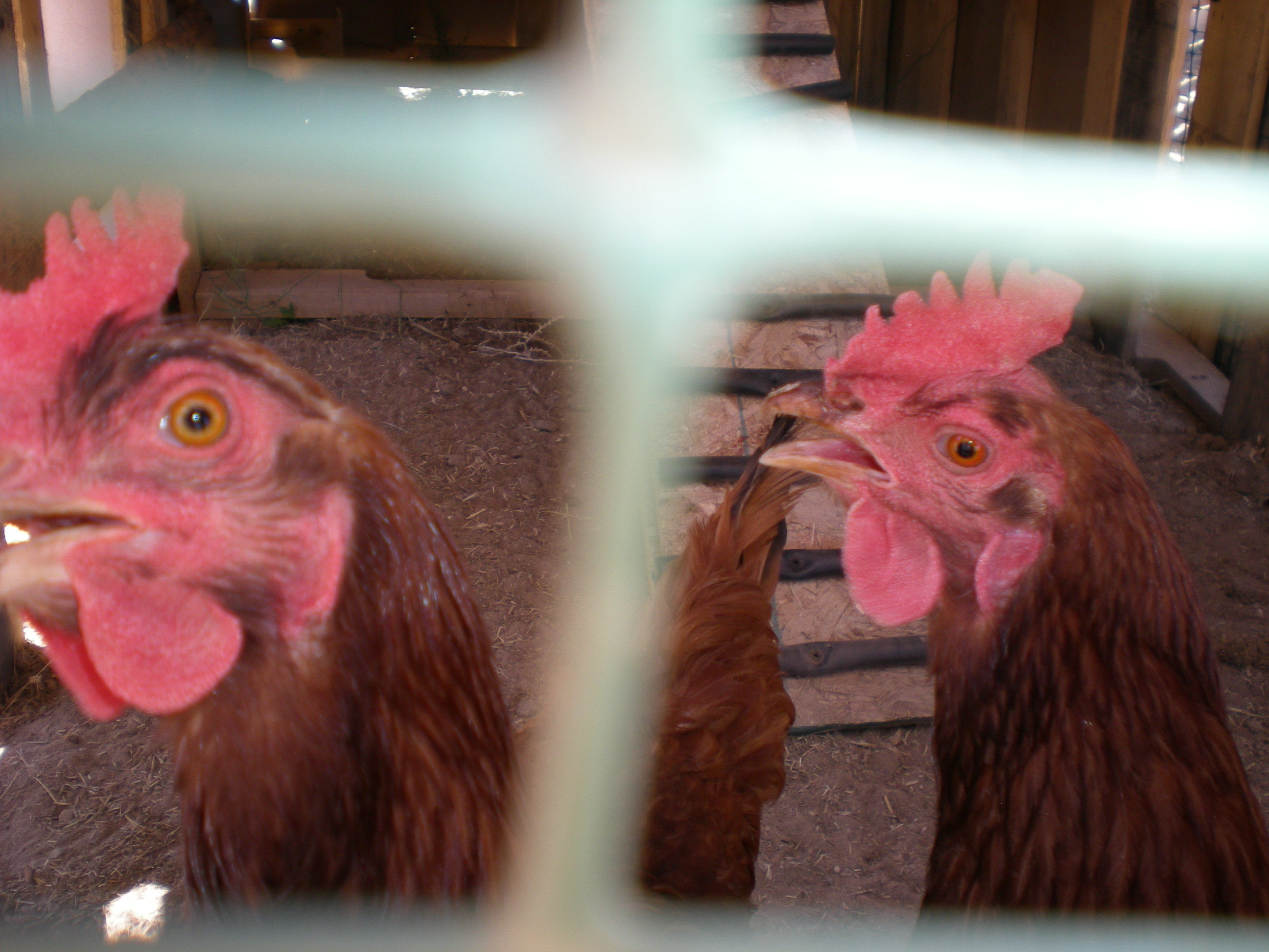 Ruby and Ginger in their new run