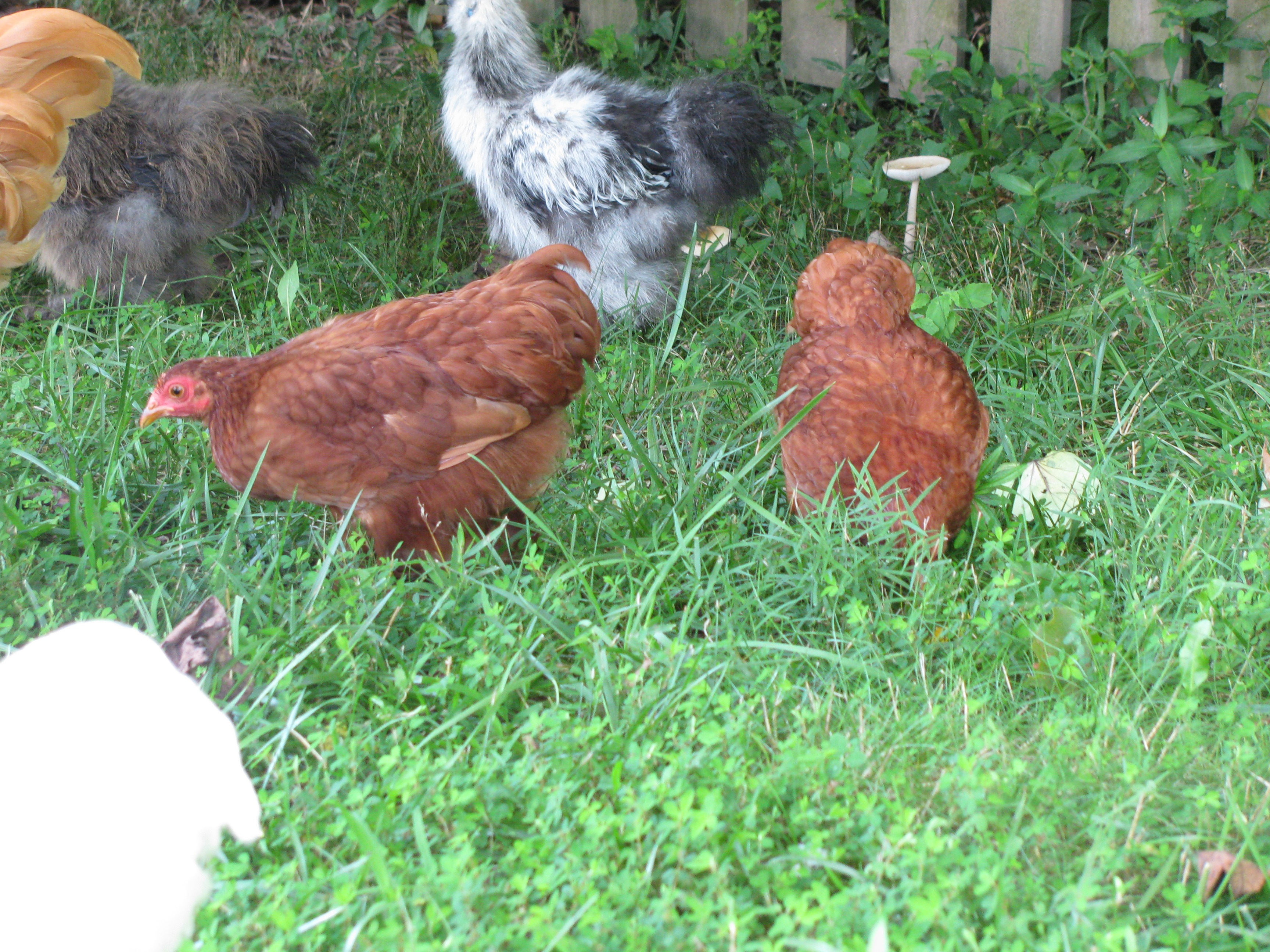 Ruby and Reba - Red Bantam Cochins