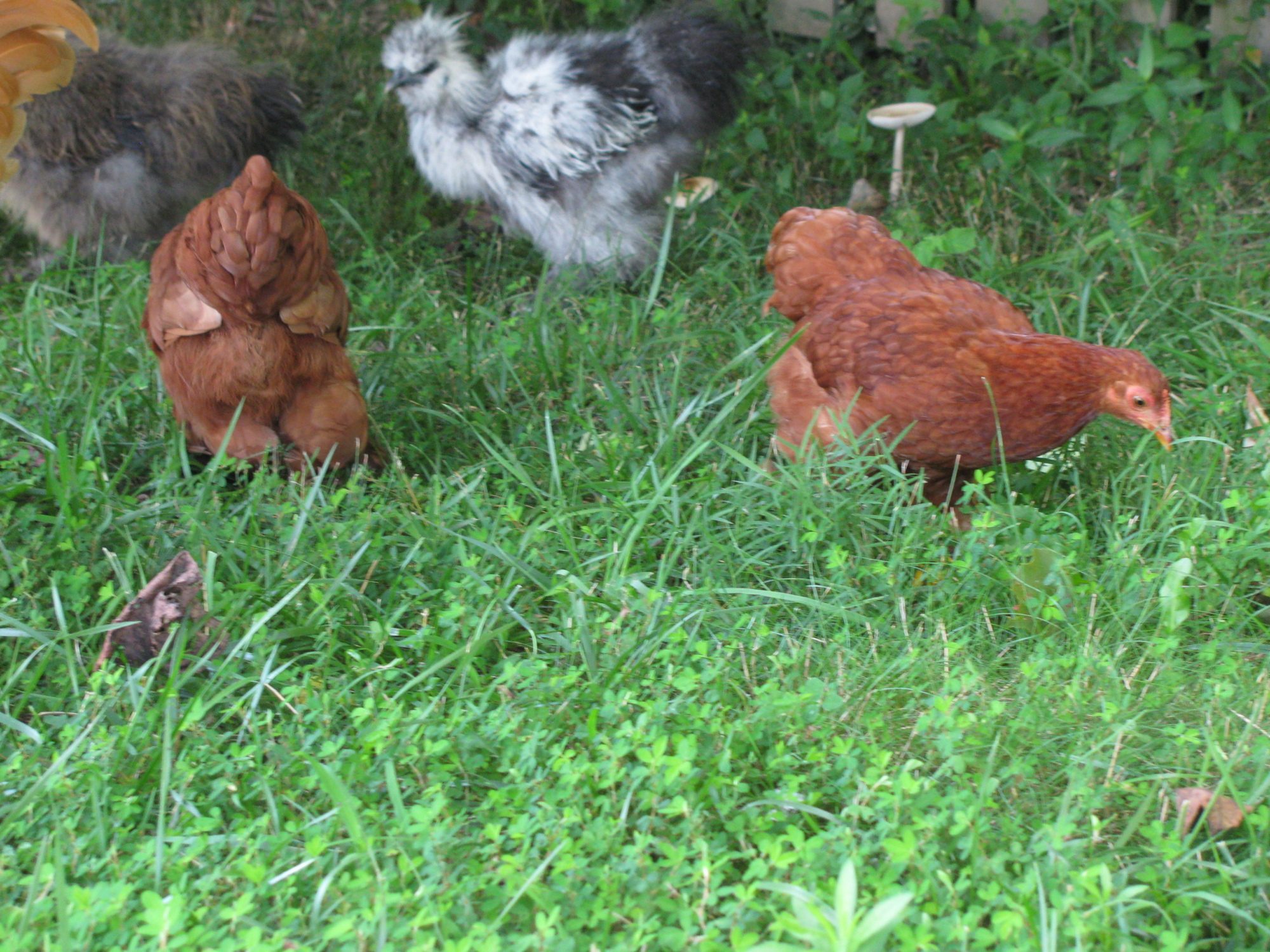 Ruby and Reba - Red Bantam Cochins