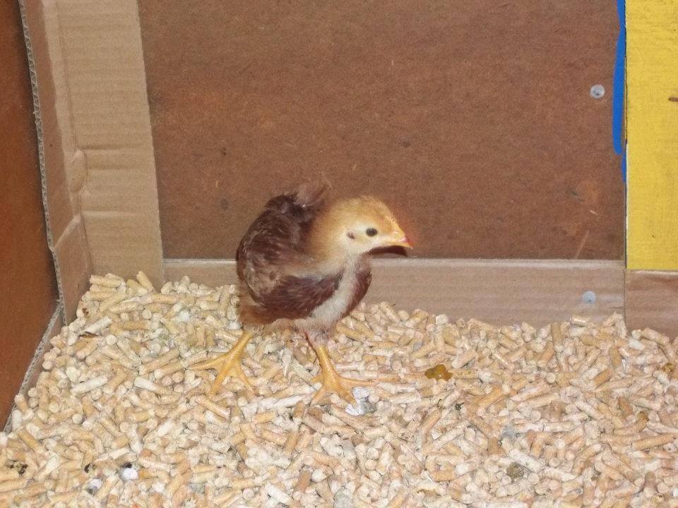 Ruby as a baby, 3 weeks old