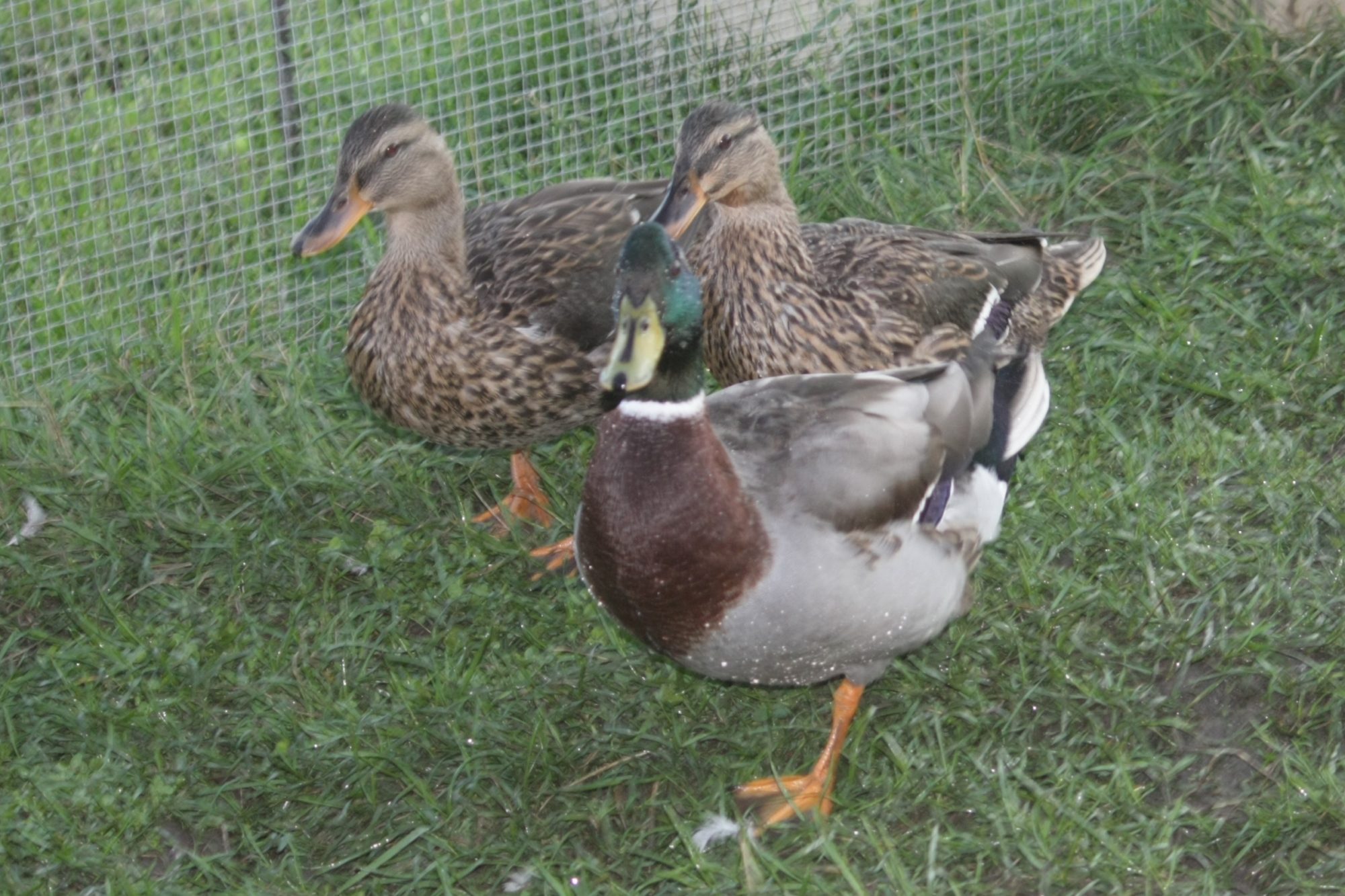 Ruby (back left), Turkey (back right), and Dexter (in front) - my "babies"...a little over 3 months old here