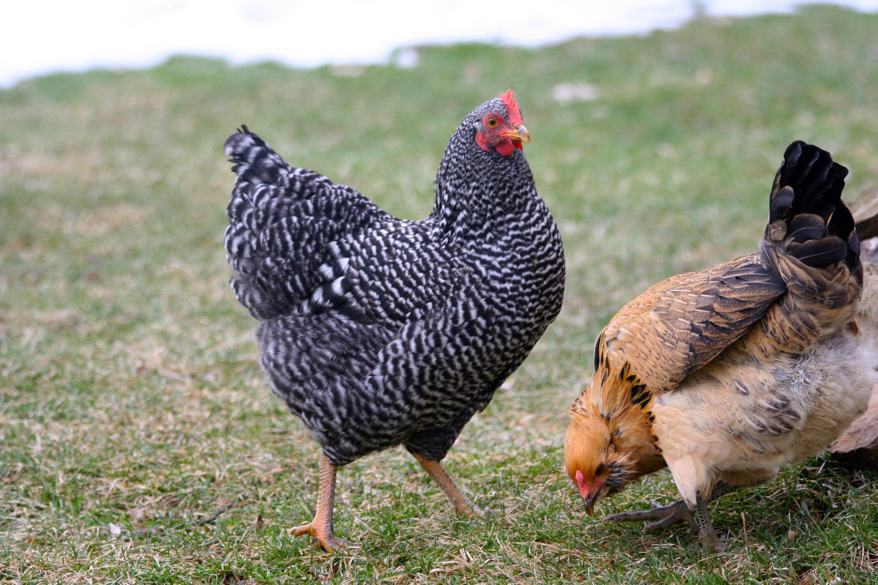 Ruby (Barred Rock) and Fred (EE)