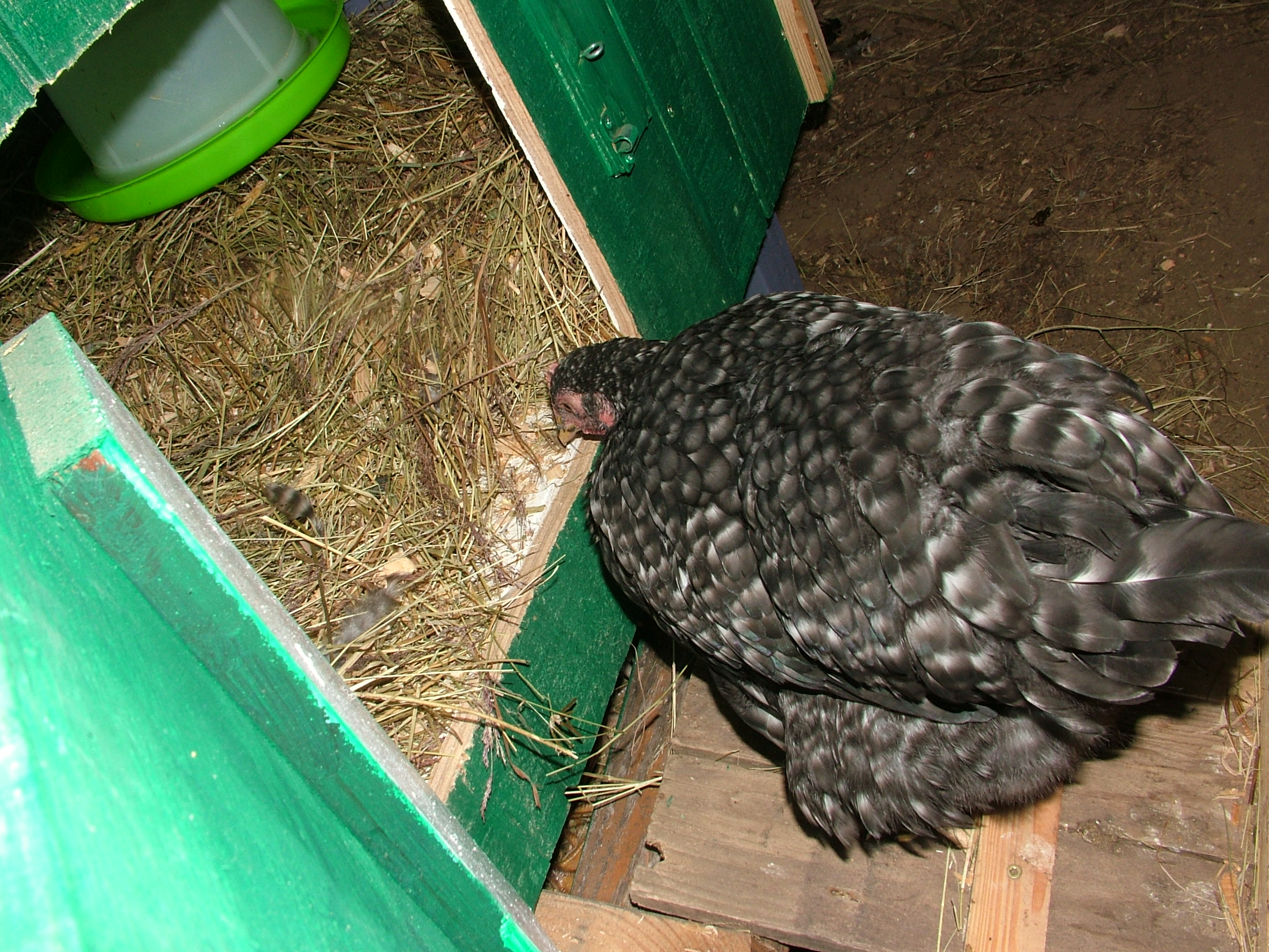 Ruby heading into the coop, is my eldest chick, she's a Silver Cuckoo Maran. She's somewhere between four and five months old here. She seems to be quite independent.