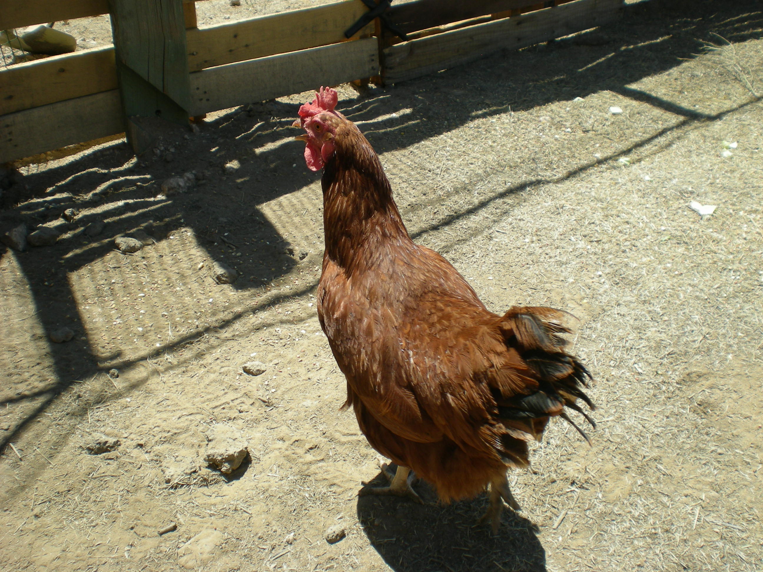 Ruby in the corral area of her new coop and run