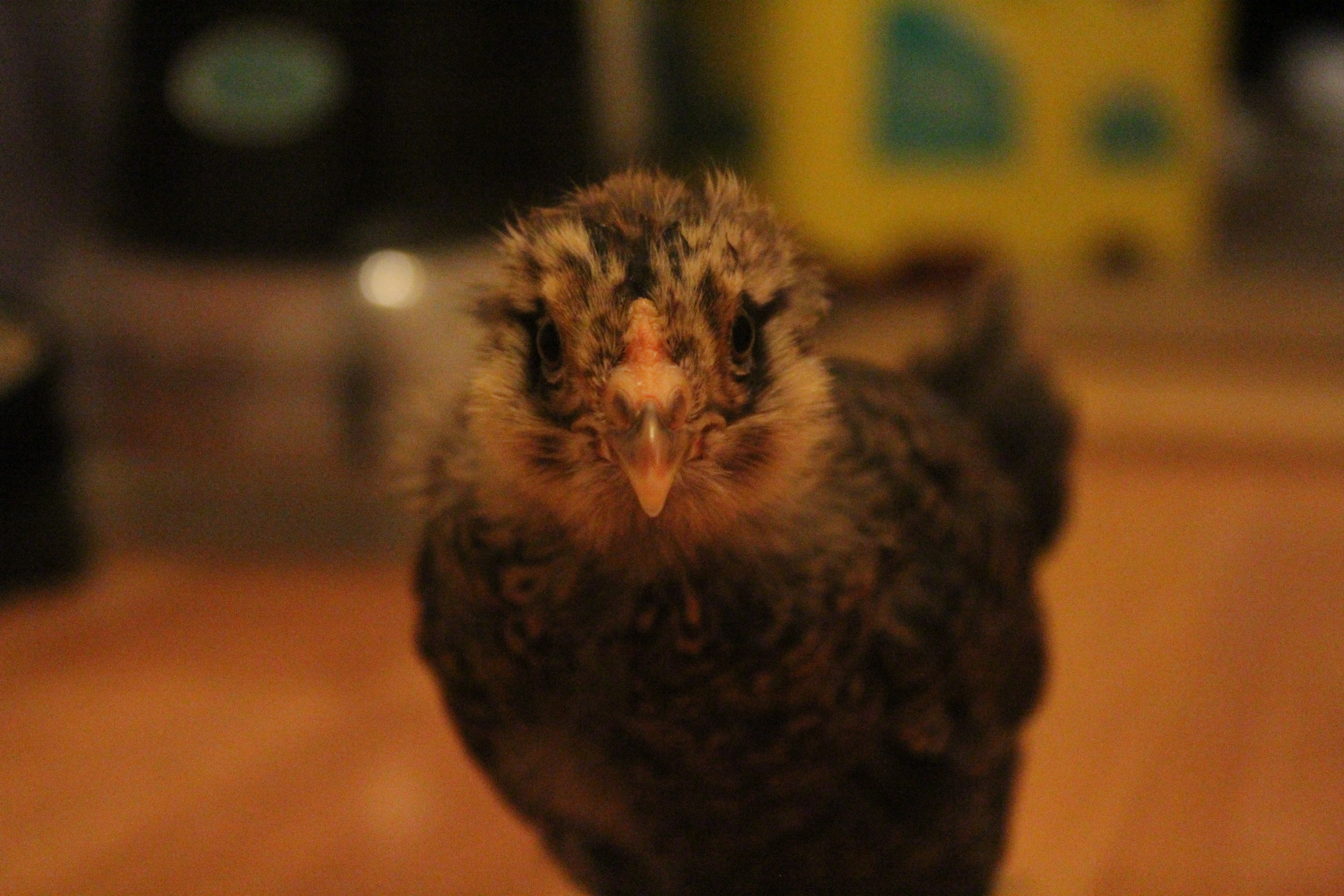 Ruby. It was like after I took this, she grew up!